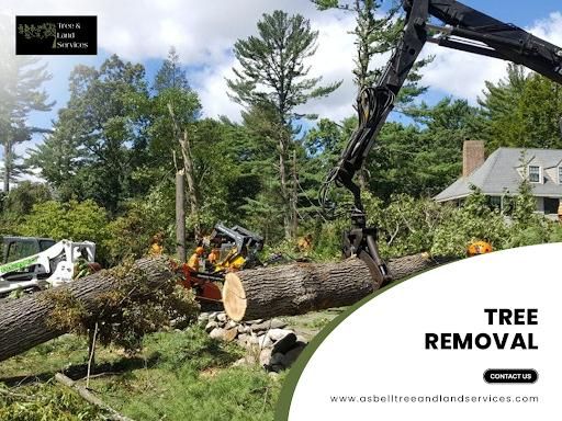 All Photos for Asbell's Tree & Land Services in Gilchrist County, FL