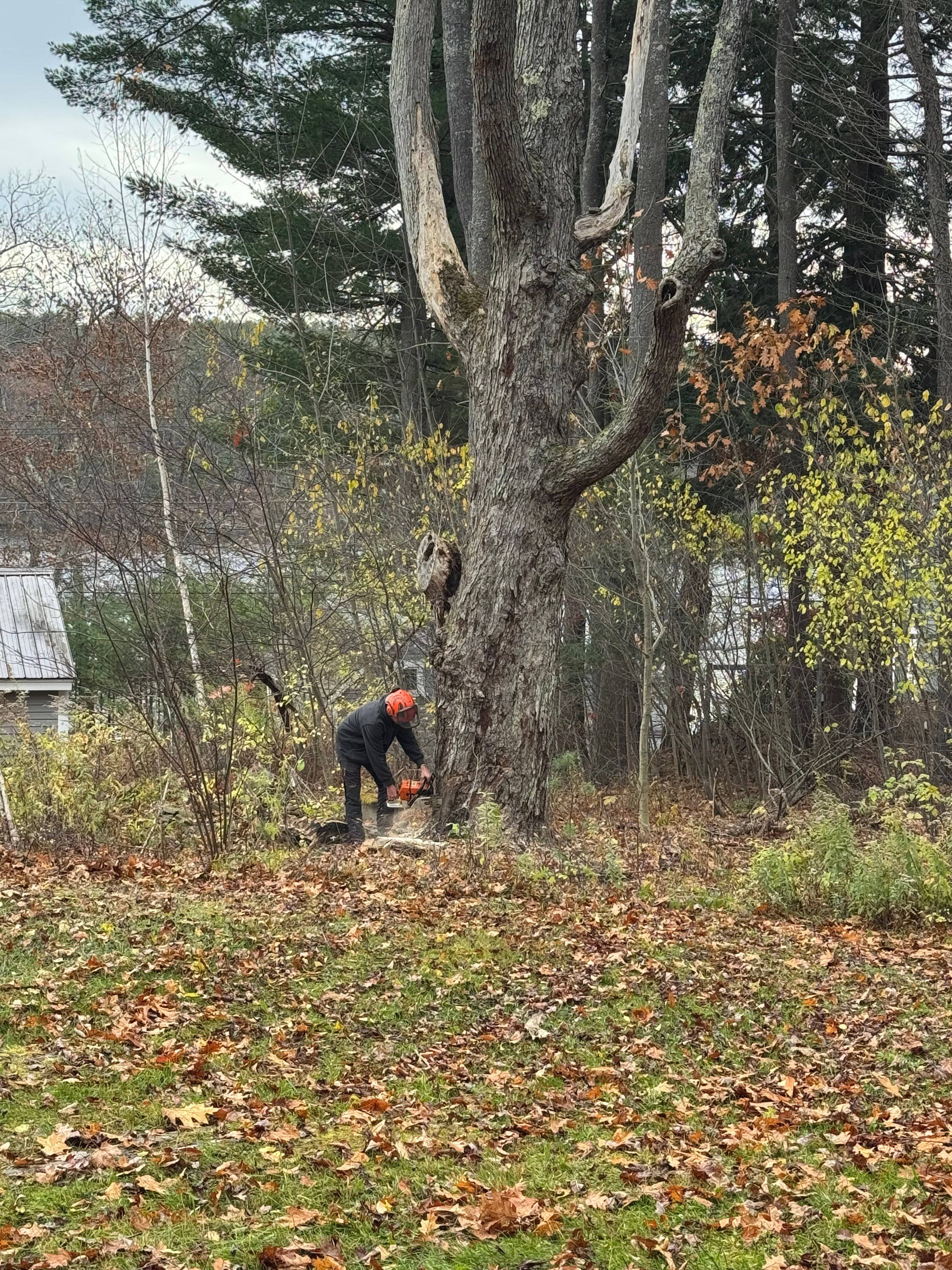  for Clifford’s Quality Tree Care & Landscaping in Enfield, NH