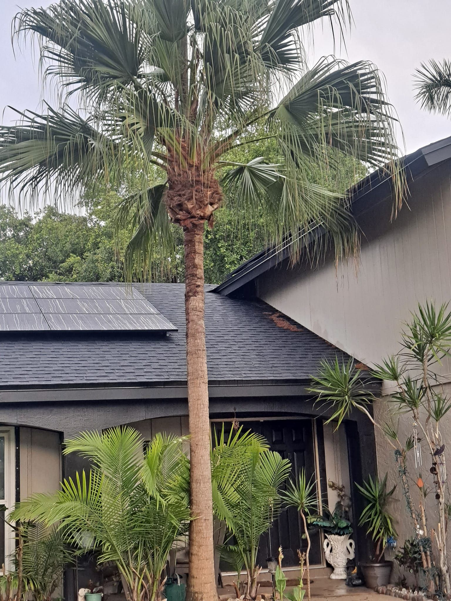  for Sanchez Tree Service in Largo, FL