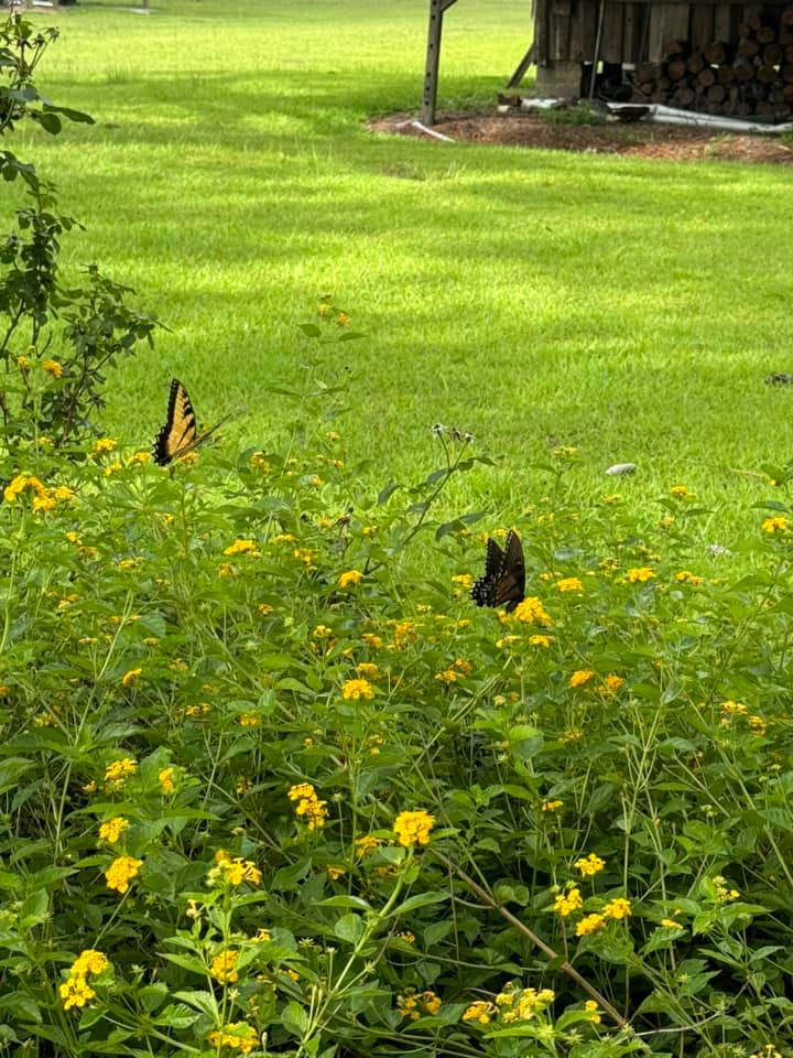  for Sierra Verde Landscaping in Vidalia, GA