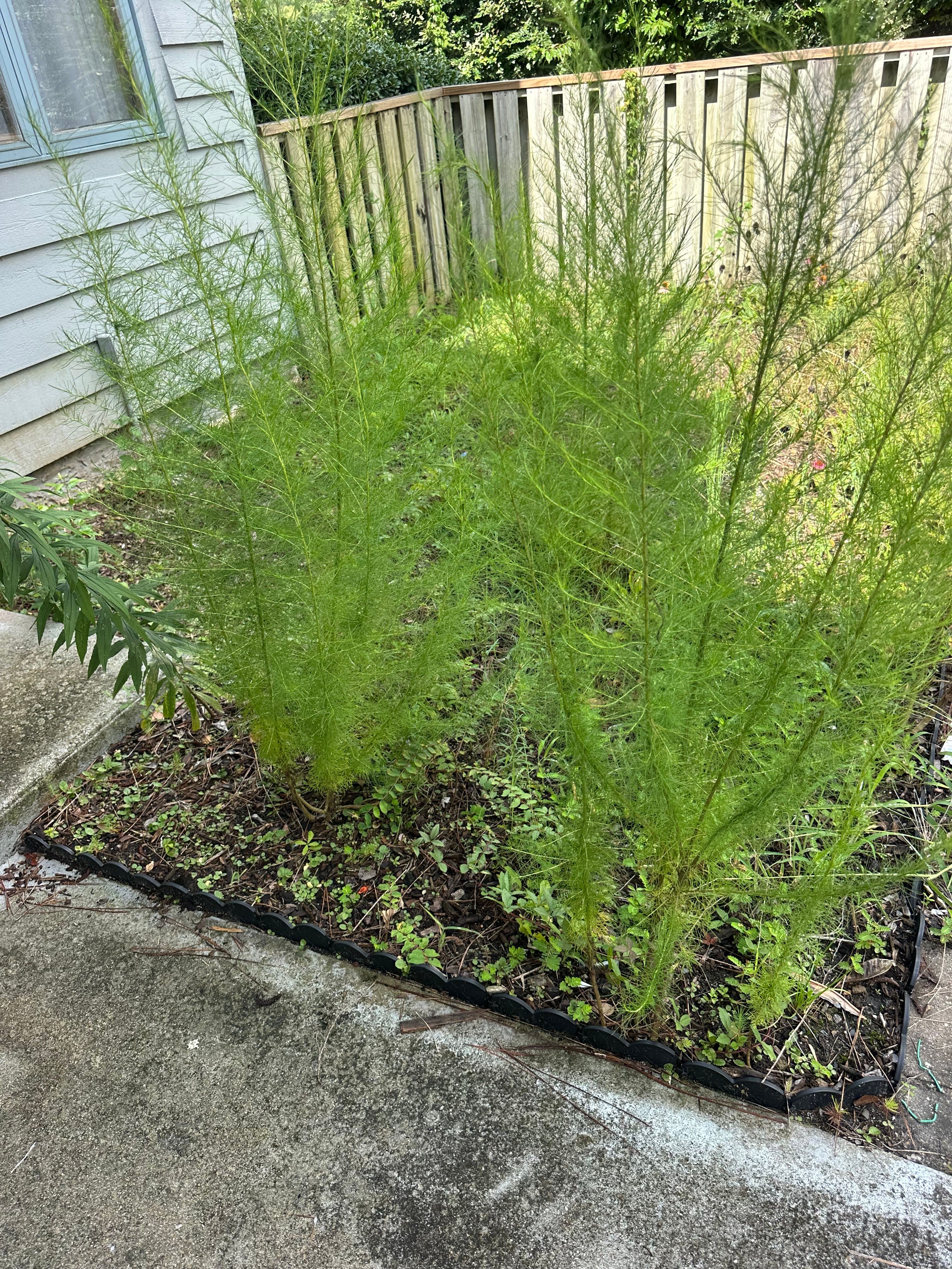 All Photos for Carolina Odd Jobs Inc. in Sneads Ferry, NC