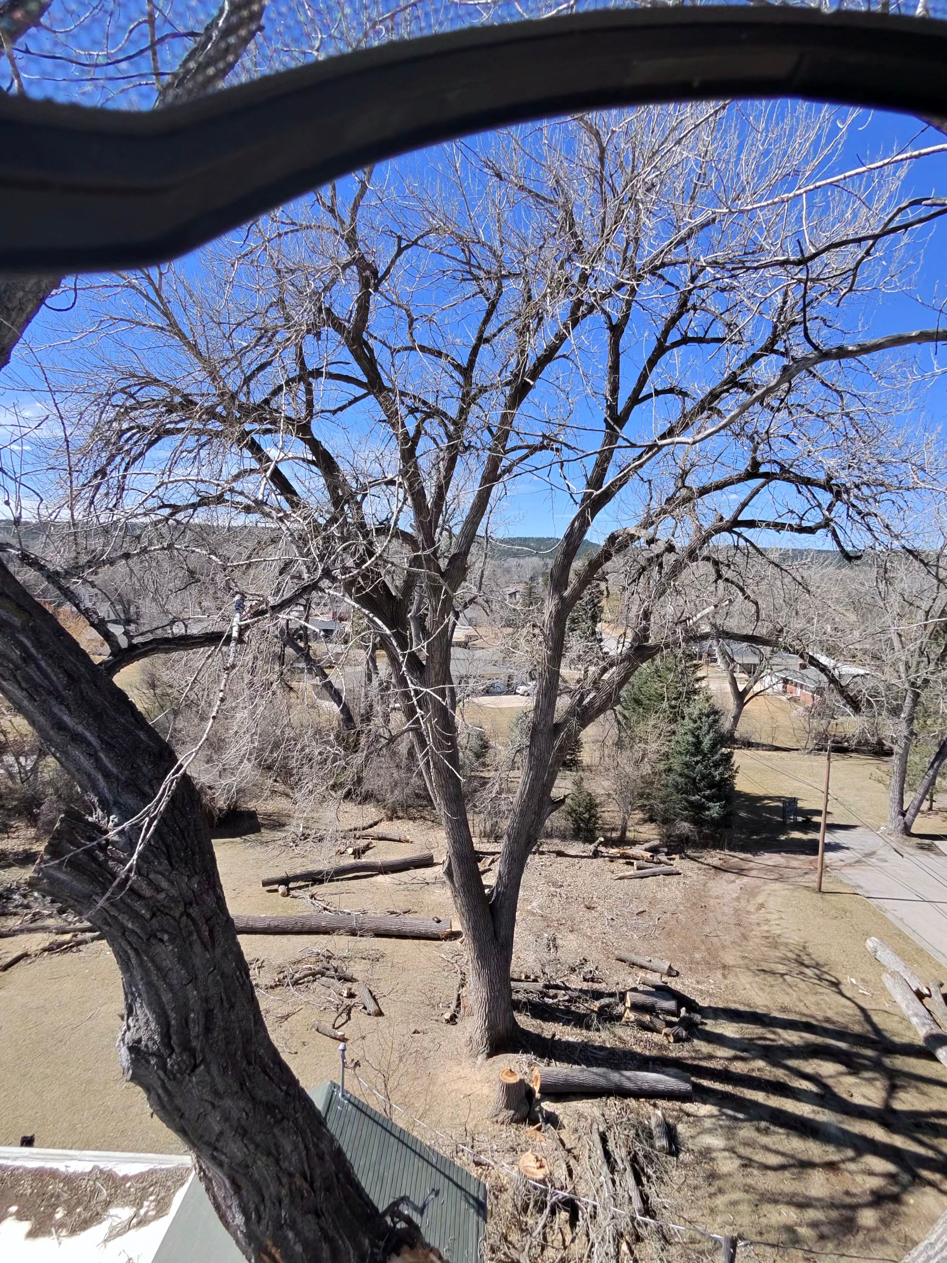  for Elevated Tree Care in Gillette, WY