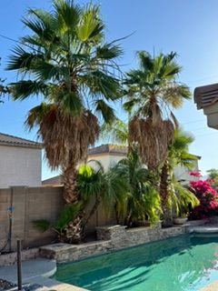  for Patriot Tree Service in Mesa, AZ