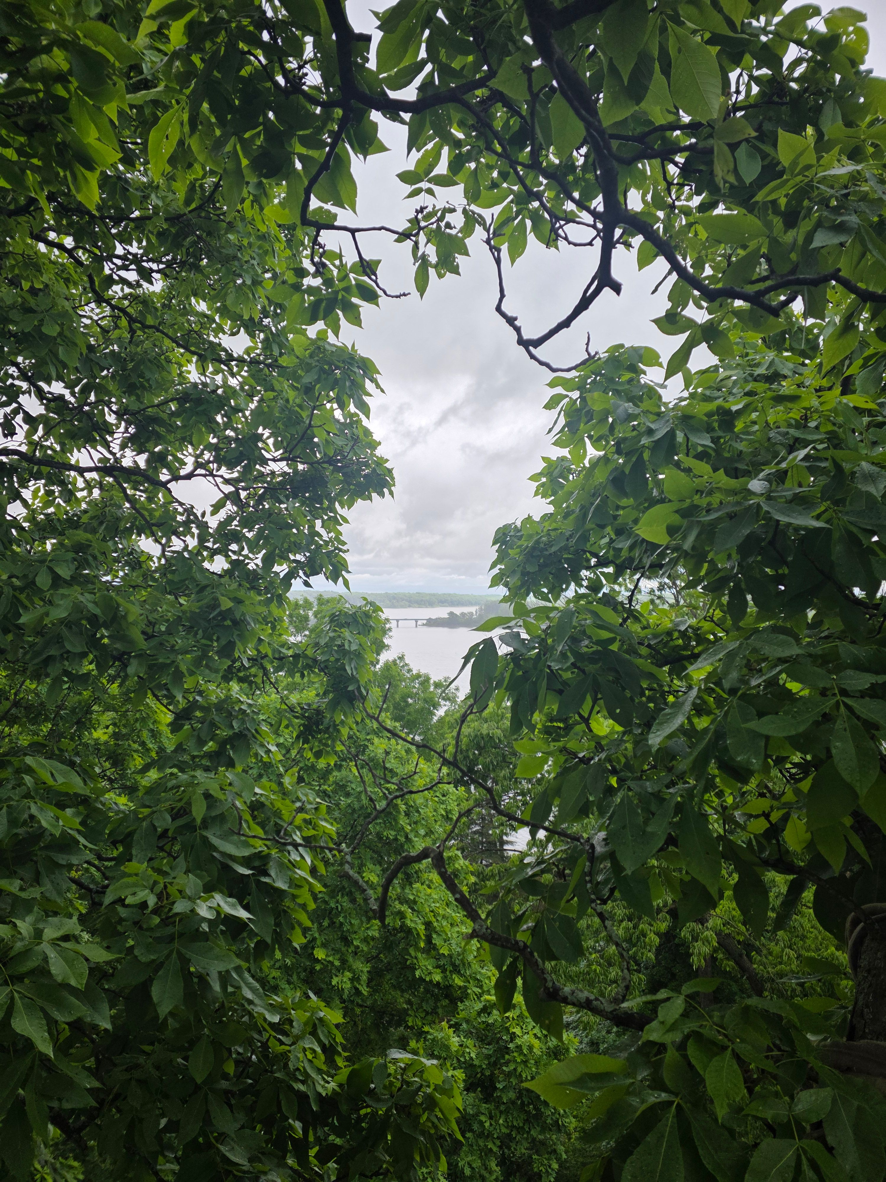  for Advanced Tree Solutions in Rockville, IN