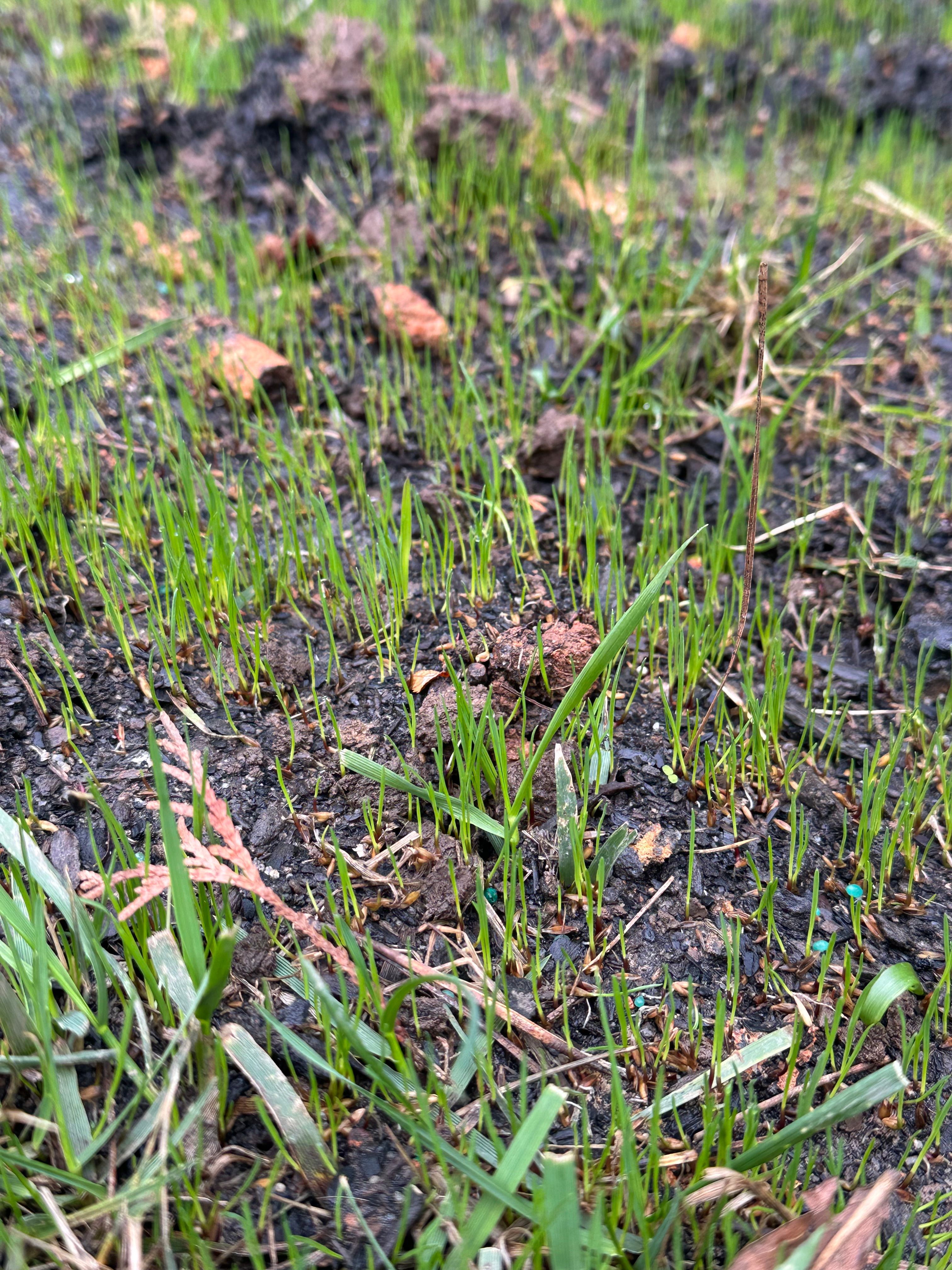  for Pecina Pine Needles in Monroe, NC