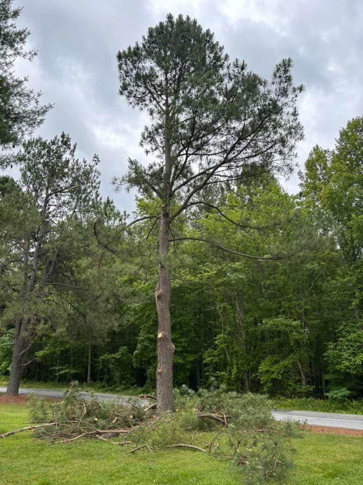  for Ascending Tree Service LLC in Kenbridge, VA