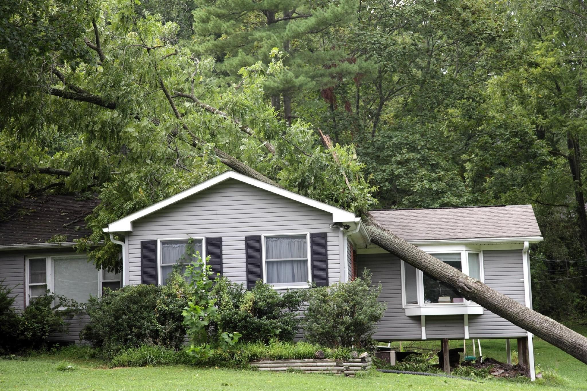  for Tree-B-Gone in Appleton, WI