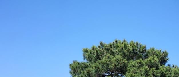  for Valadez Landscaping LLC in Fort Worth, TX