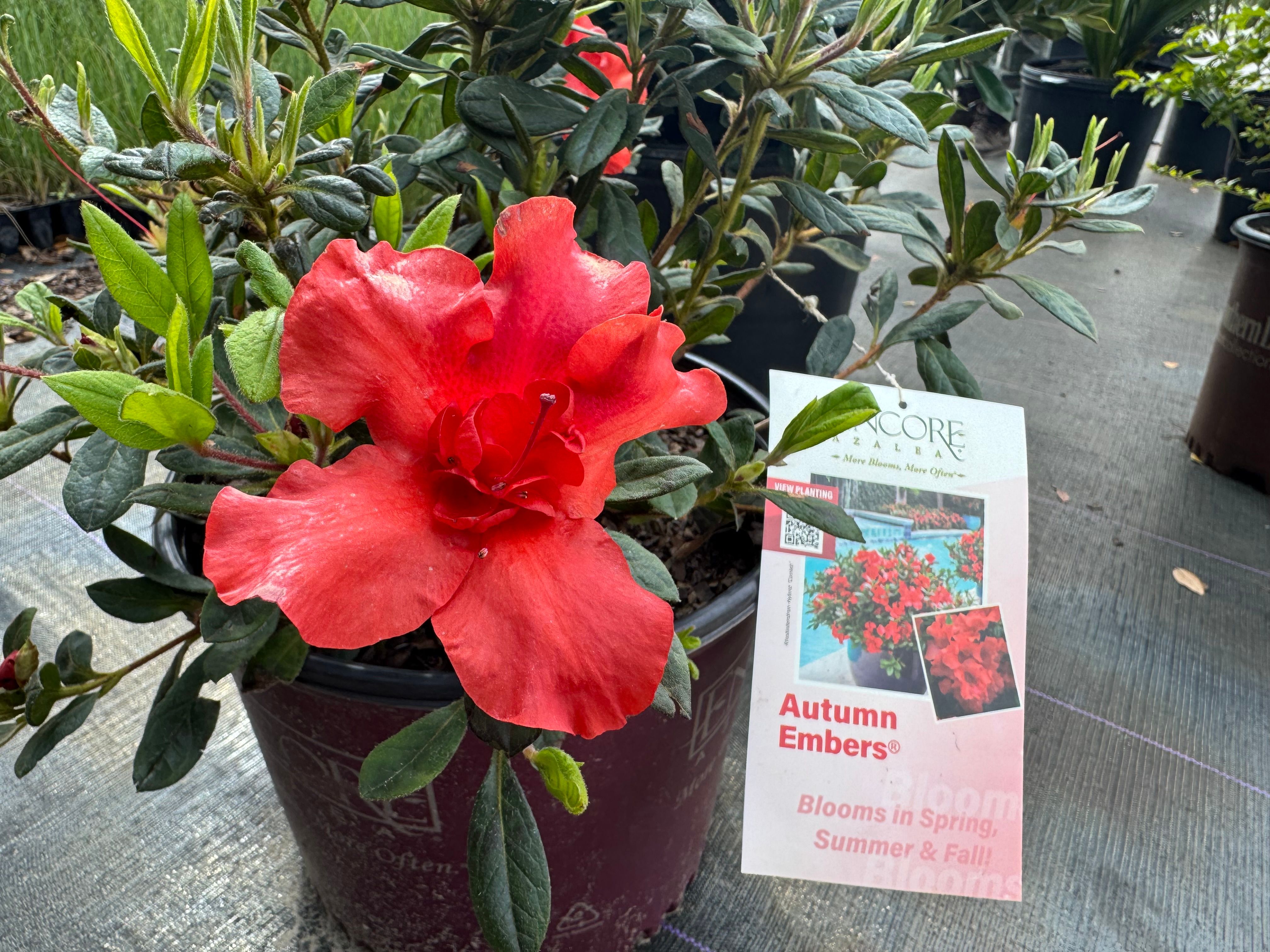  for Southern Roots Tree Farm in Crystal River, FL