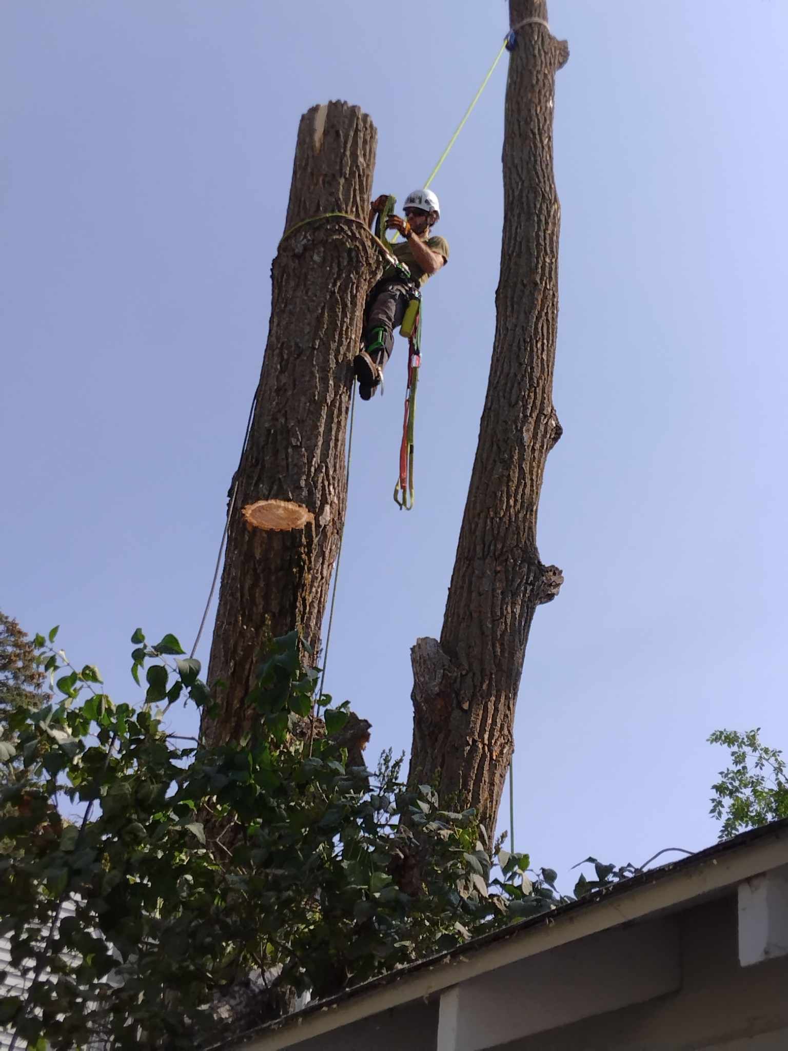  for Dan's Tree Service LLC in Bemidji, MN