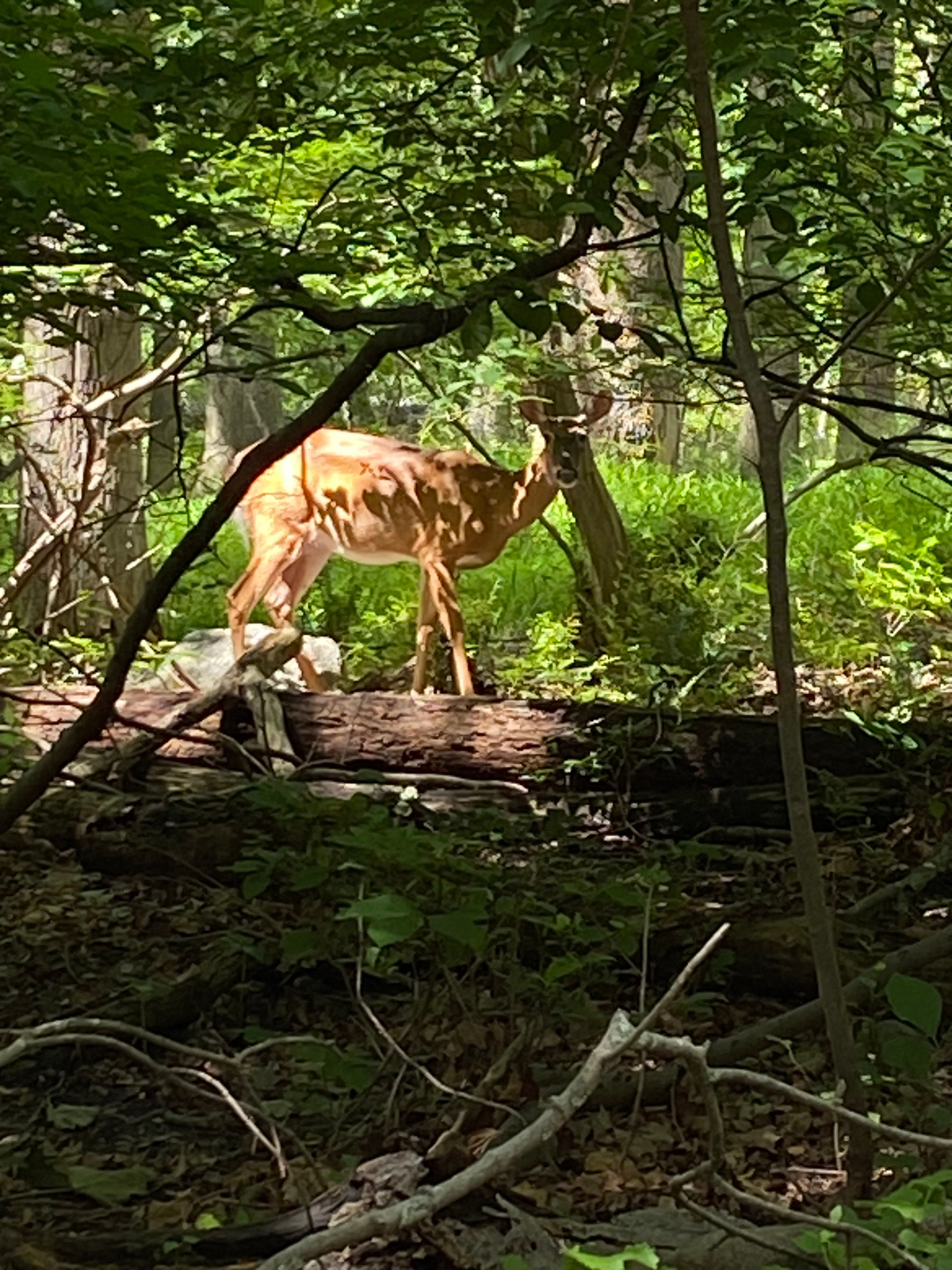 Wild Life Encounters for Stevenson Property Maintenance in Cheshire, CT