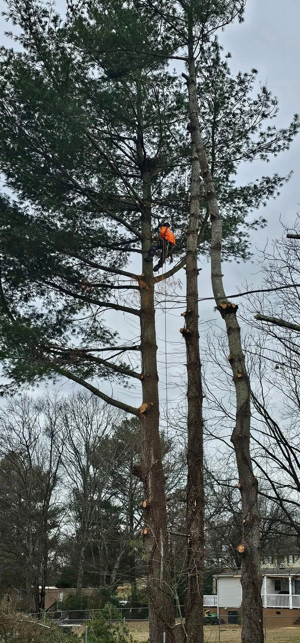  for Reagan & Sons Tree Service in Dandridge, TN