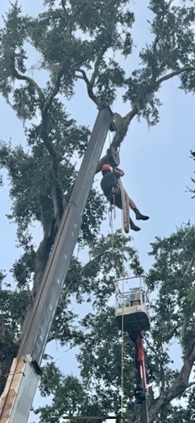 All Photos for Near Me Tree Service, Inc. in DeLand, FL