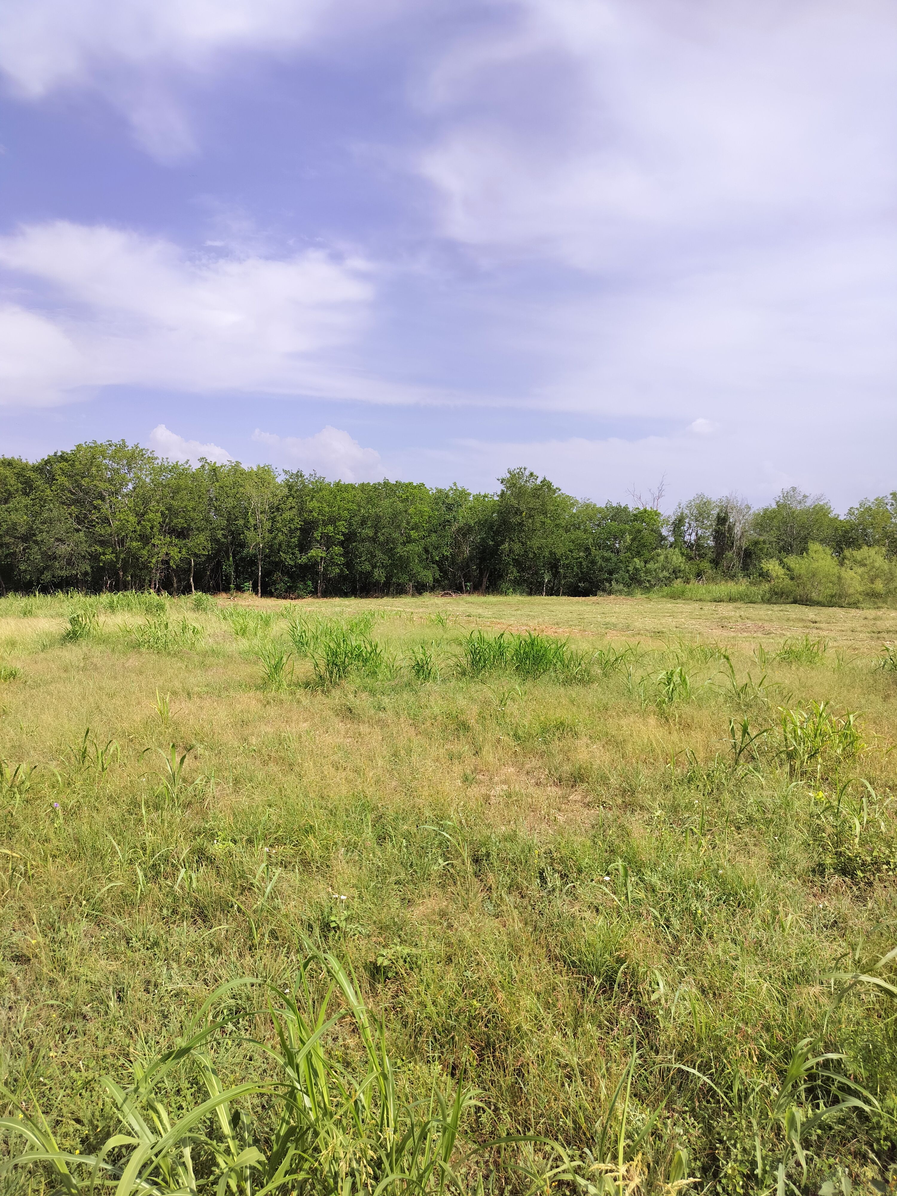  for 512 Land Clearing in Blanco County, TX