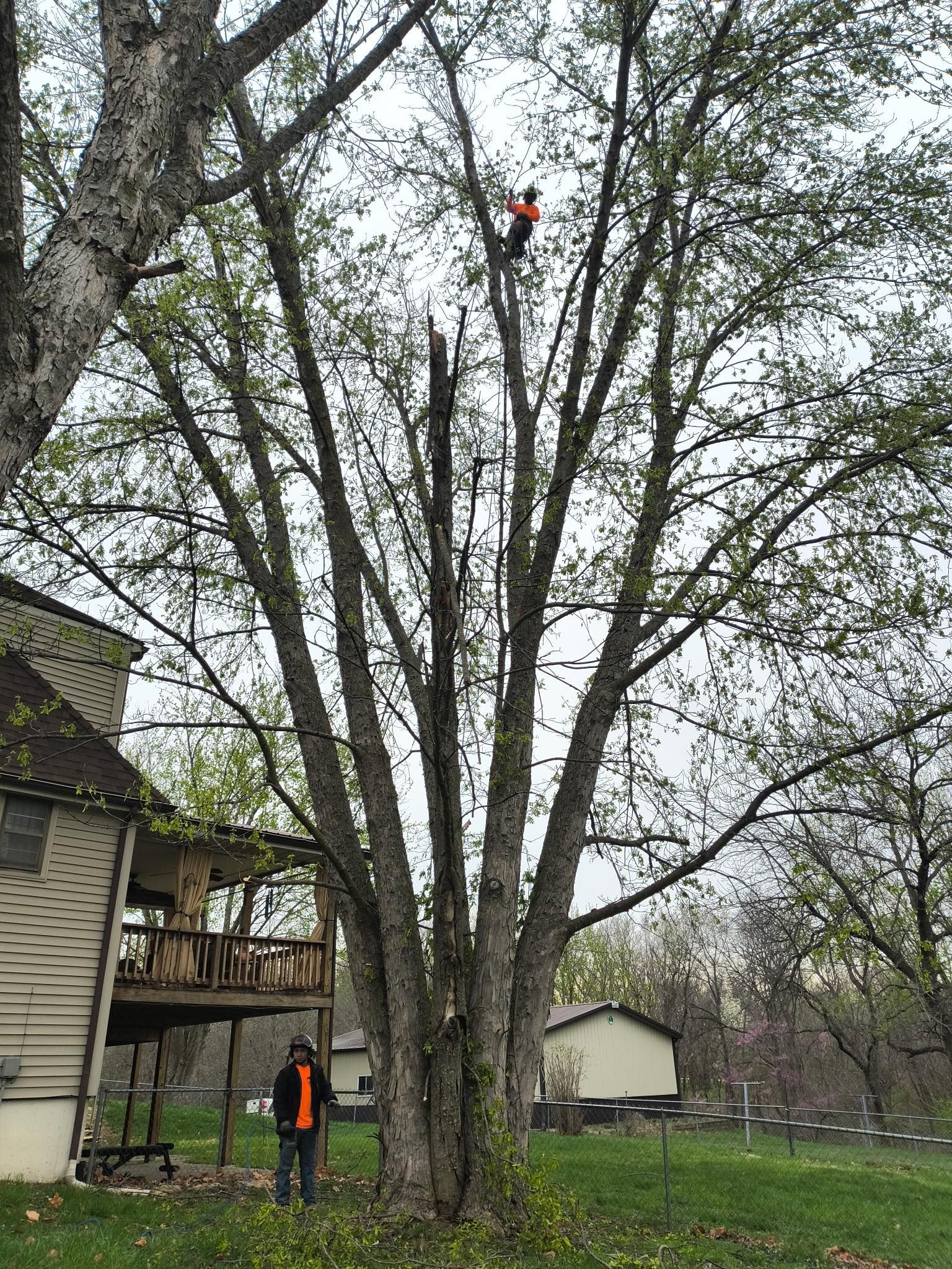 Tree Removal for Cross Family Tree Service in Kearney, MO