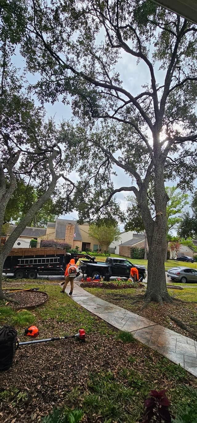  for Servin's Tree Care  in Houston, TX