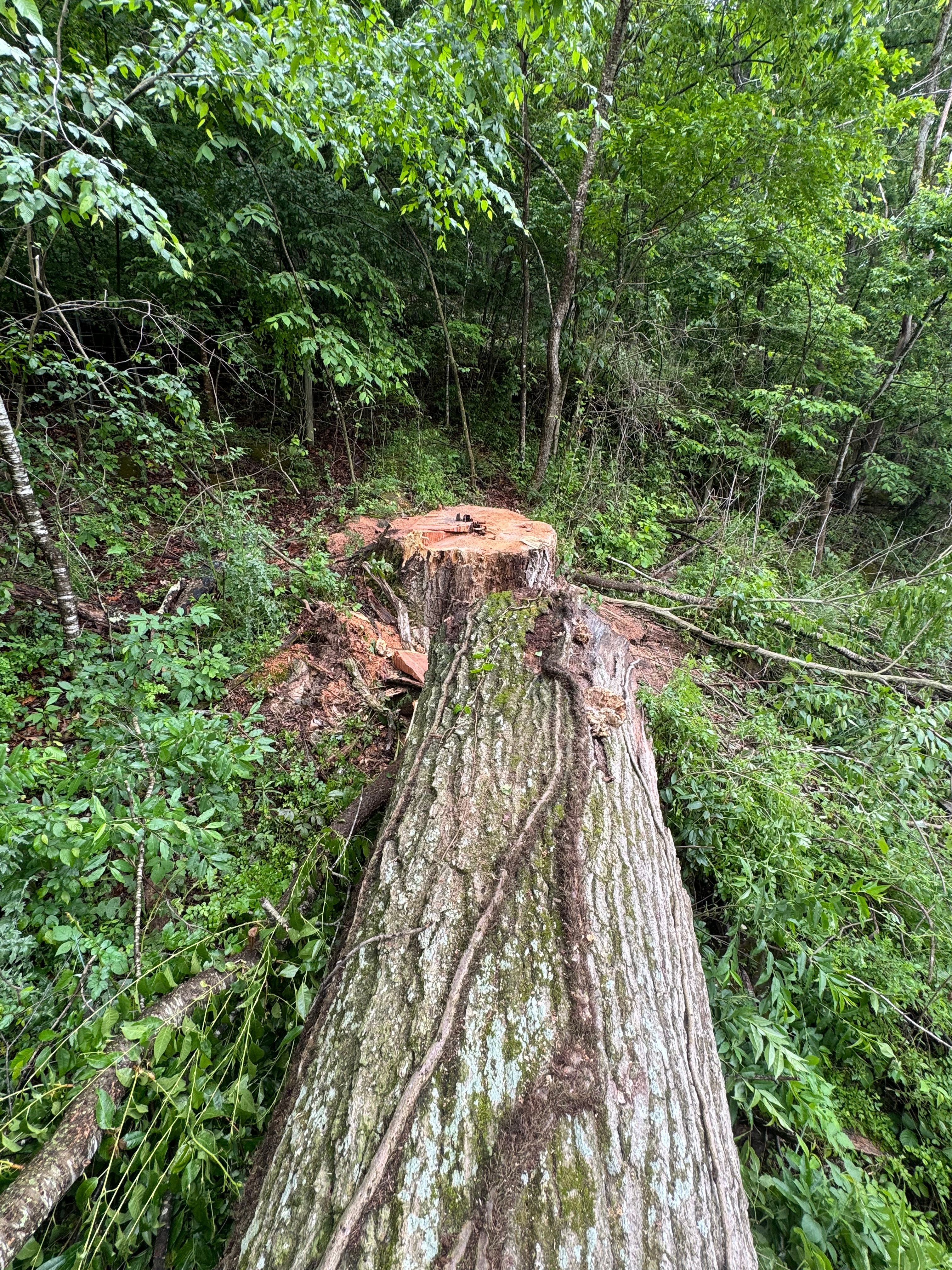 All Photos for Precision Cutz Tree Services, LLC in Coeburn, VA