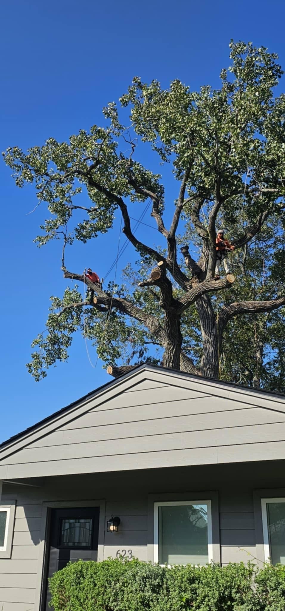  for Servin's Tree Care  in Houston, TX