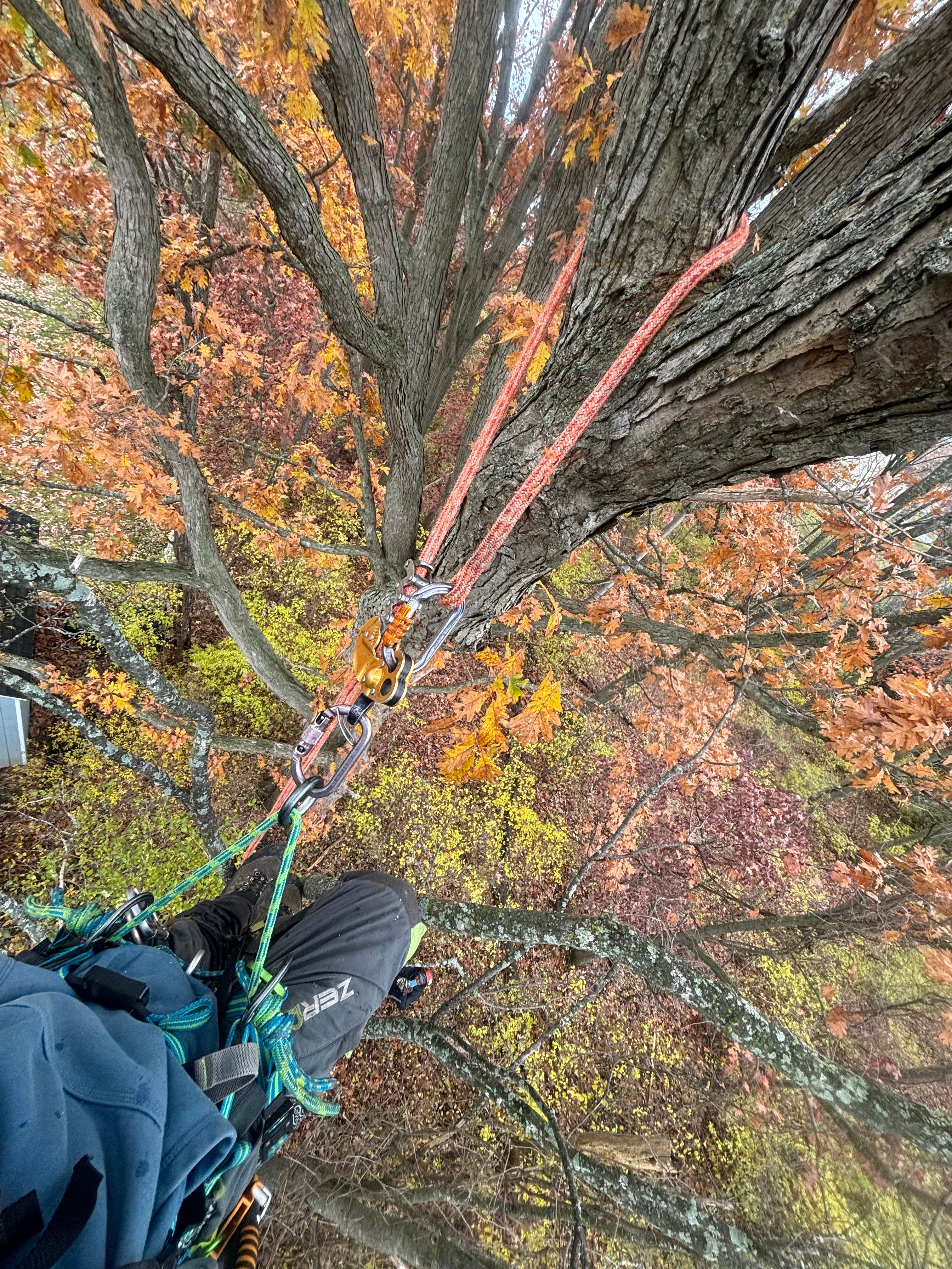 for T's Trees in Albany, NY