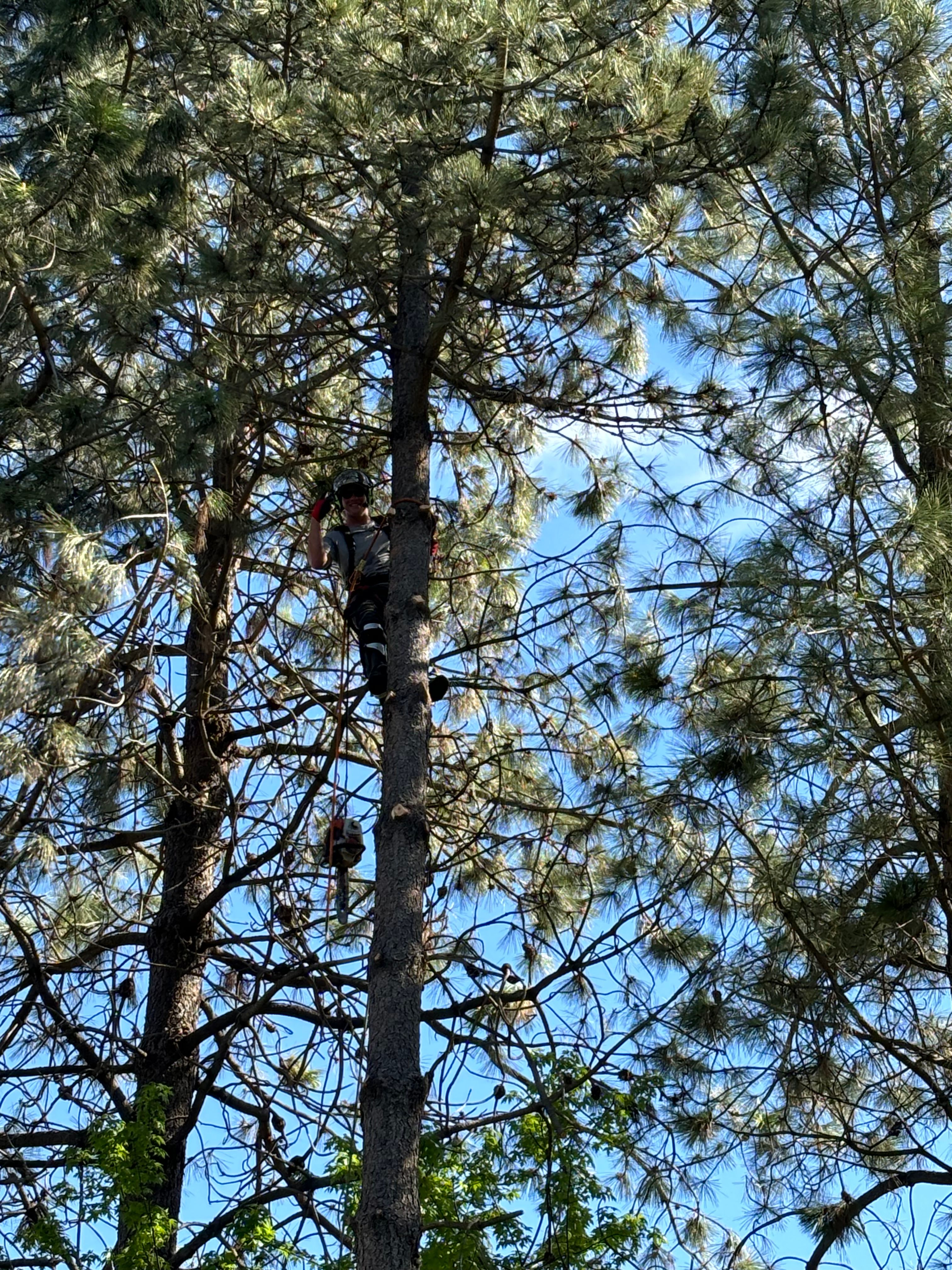  for AP Tree Service in Colbert, WA