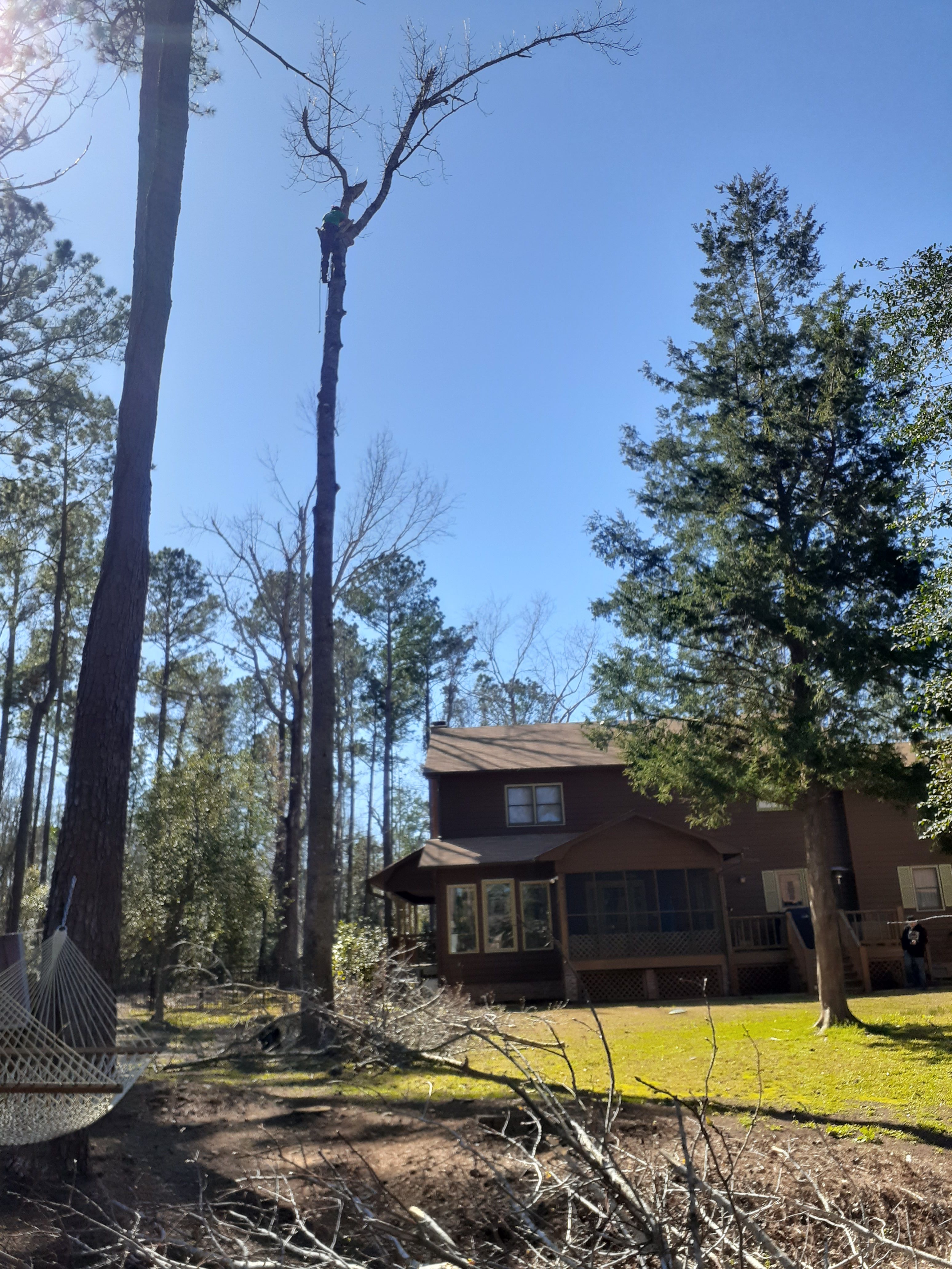  for Professional Tree Service USA in Chattanooga, TN