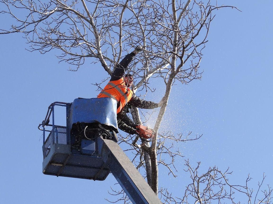  for Terra Heights Tree Experts & Landscaping  in Grass Valley,  CA