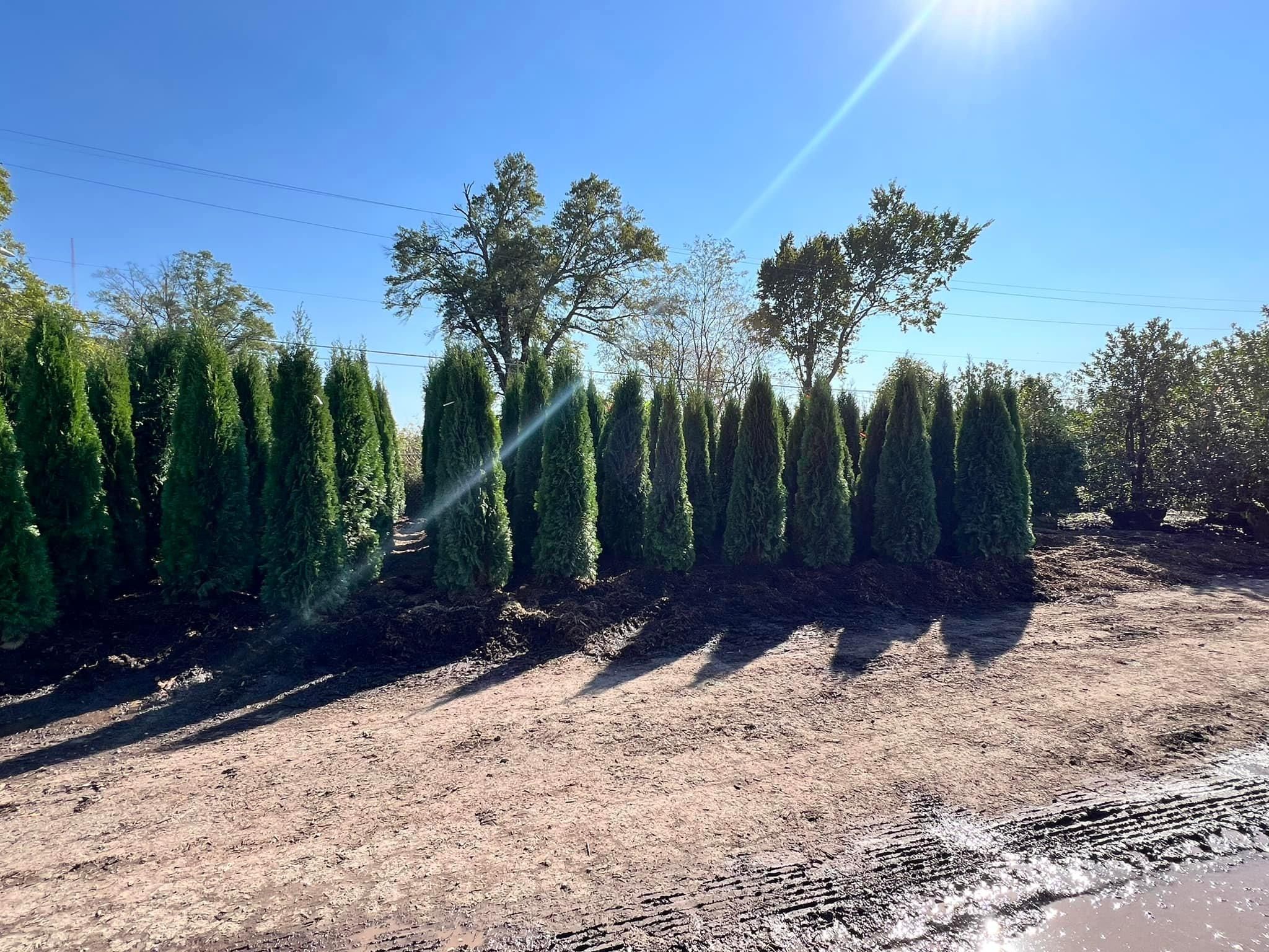  for Sanchez Z. Landscaping in Memphis, TN