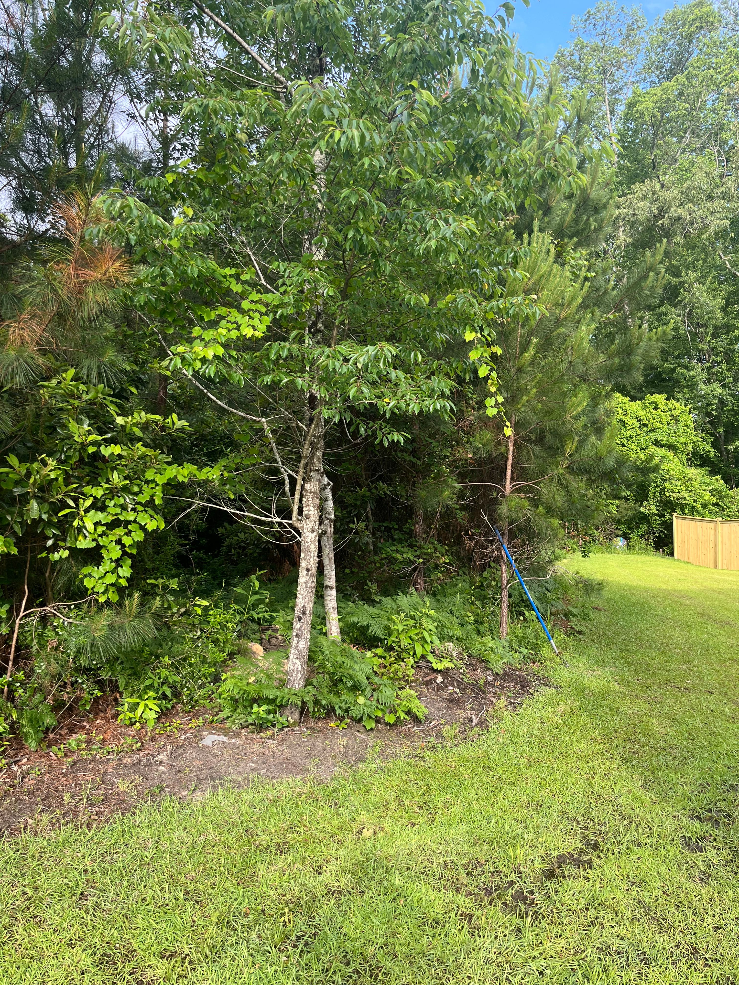 All Photos for Otis Lee Stump Grinding LLC in Elgin, SC
