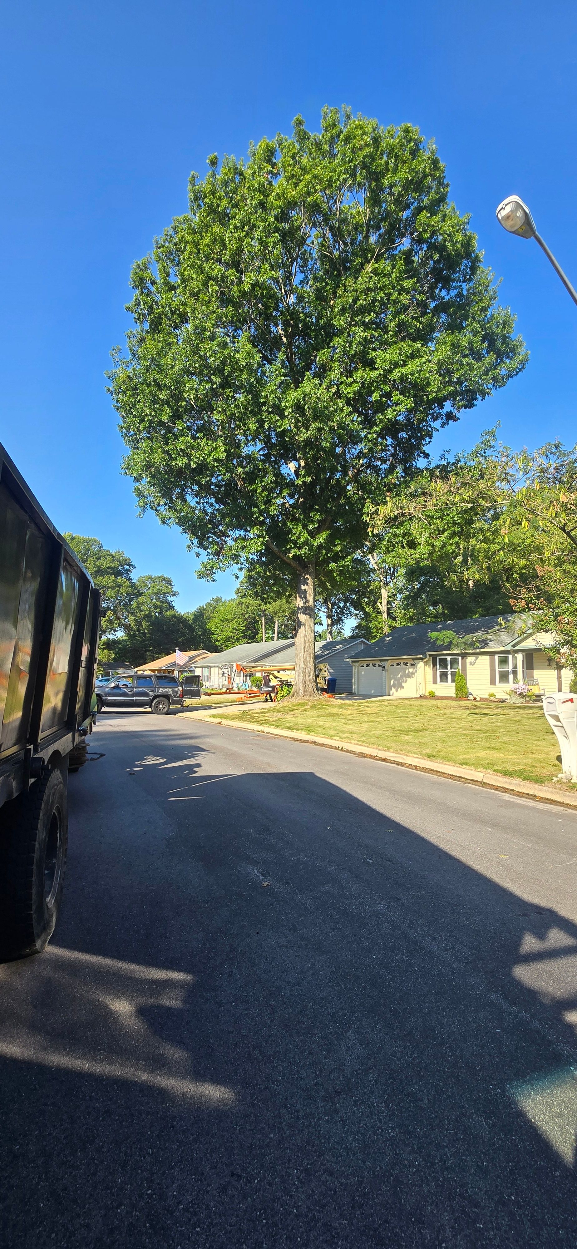  for Beach Tree Care in Virginia Beach, VA