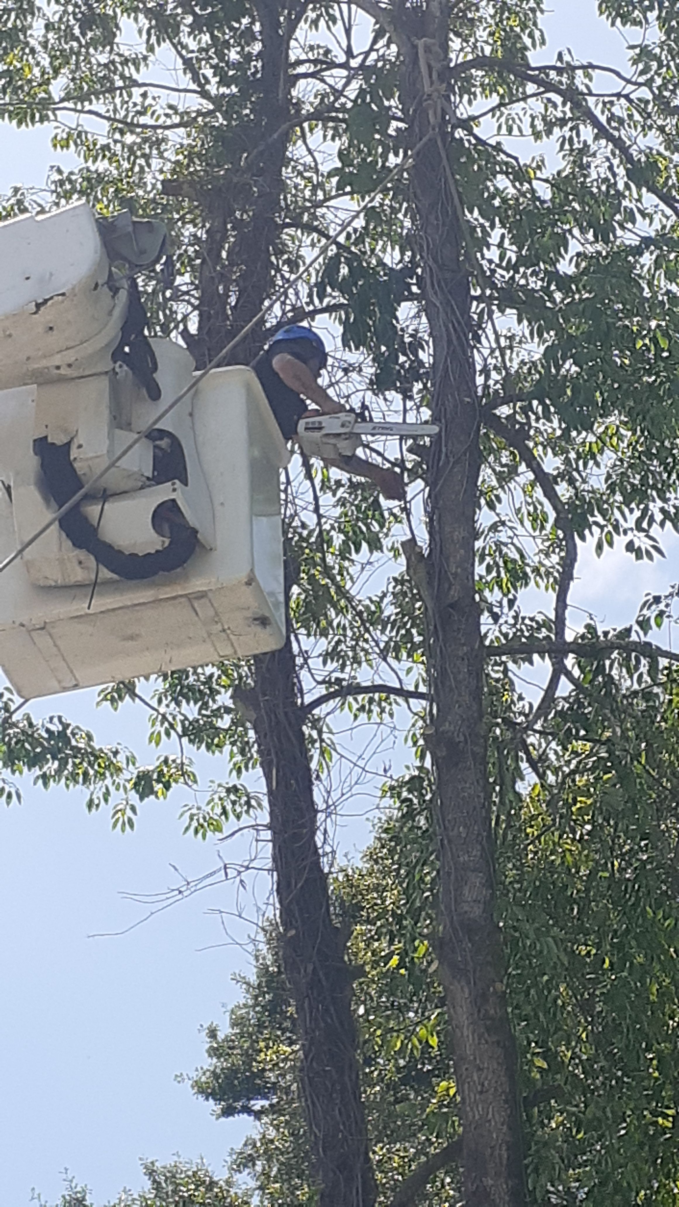  for Professional Tree Service USA in Chattanooga, TN