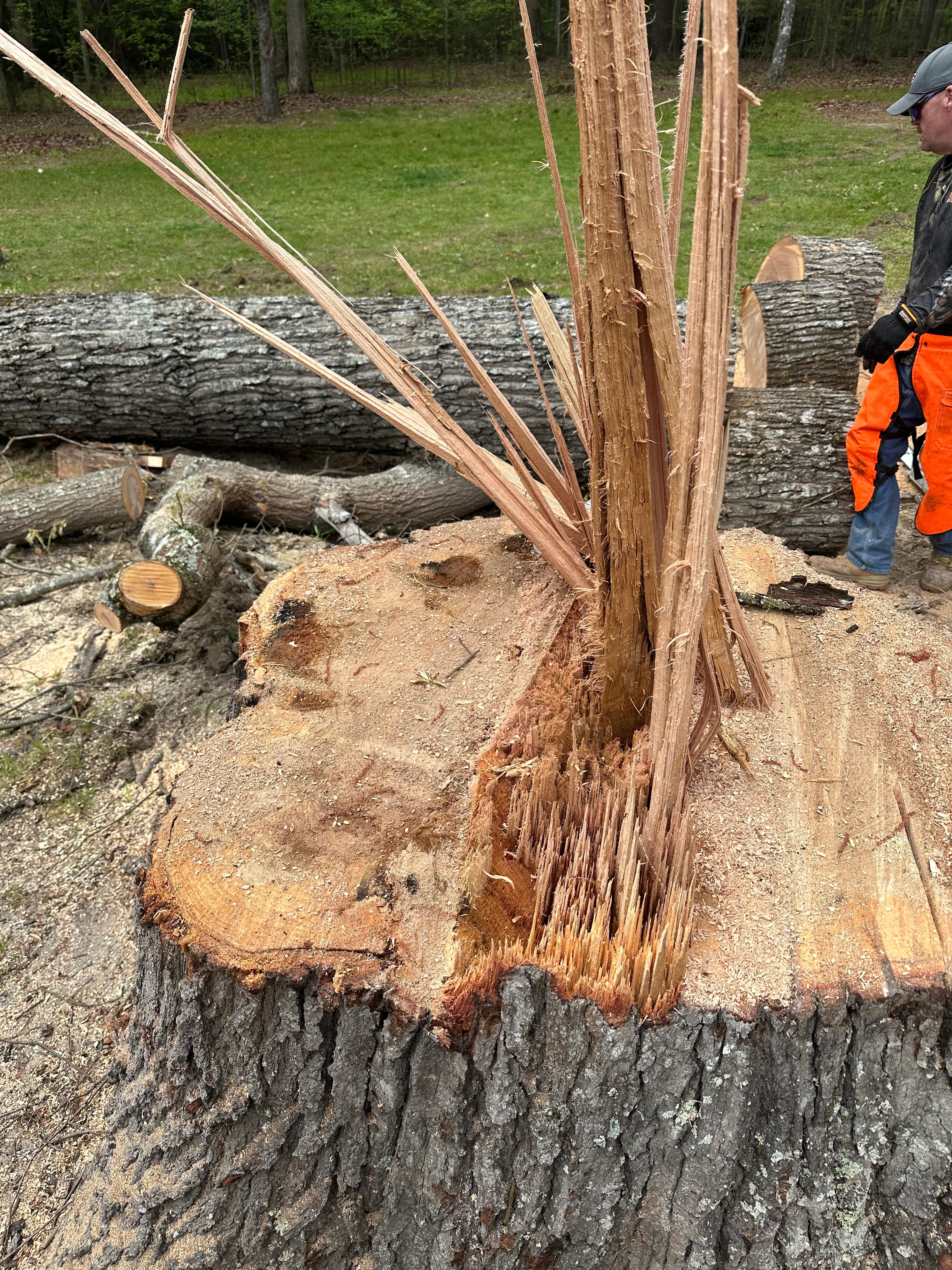 All Photos for Ramirez Tree Care in Elkin, NC