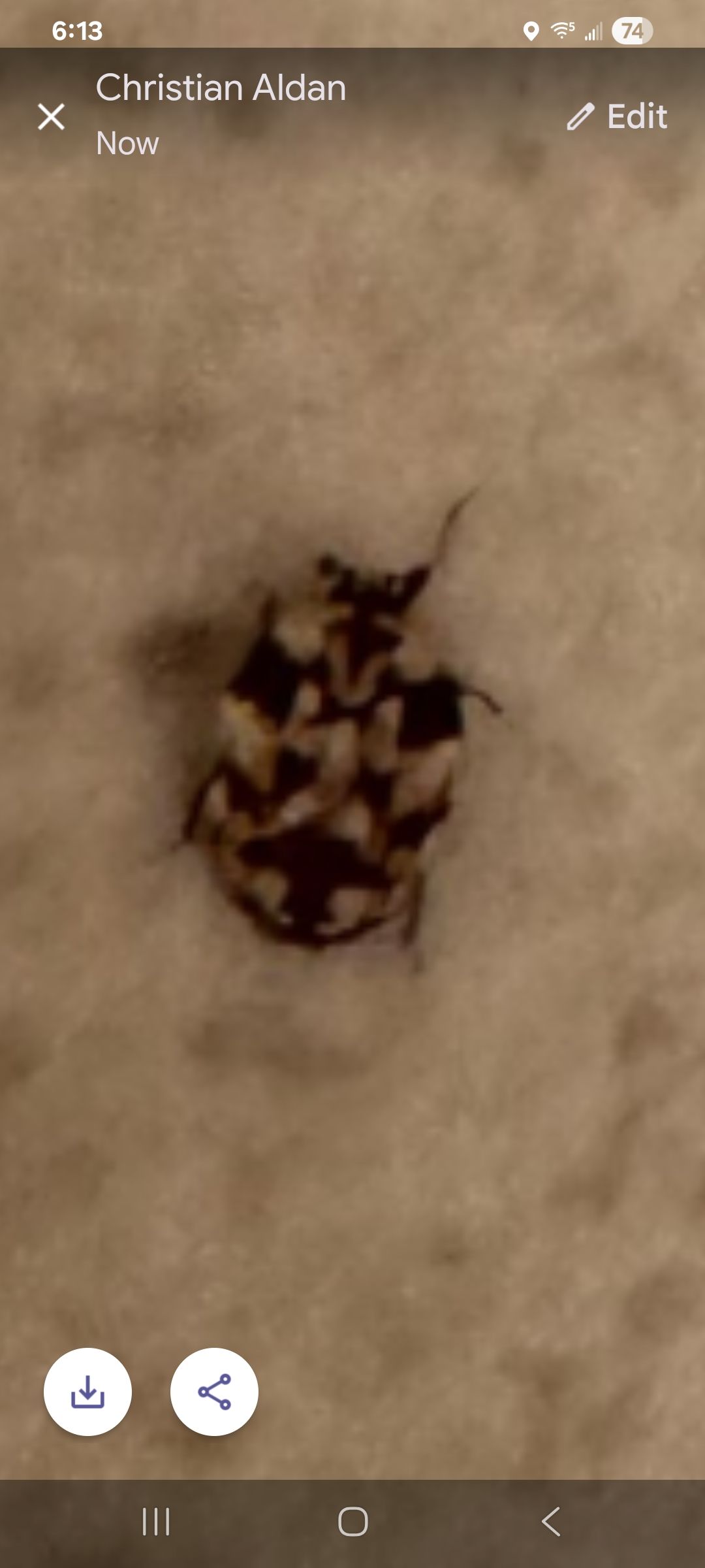  for Niko's Pest Control in Las Vegas, NV