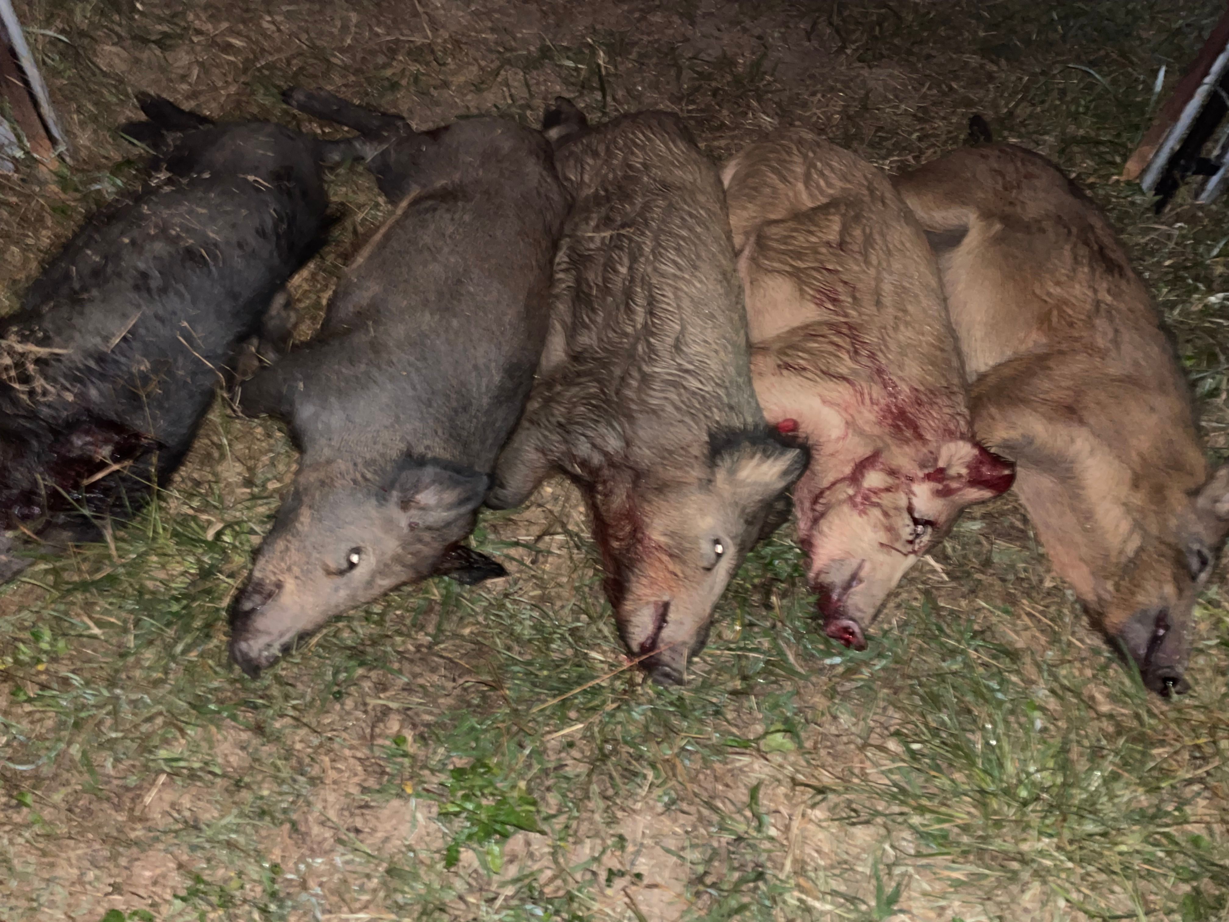  for Havoc Hog Control in Molino, FL
