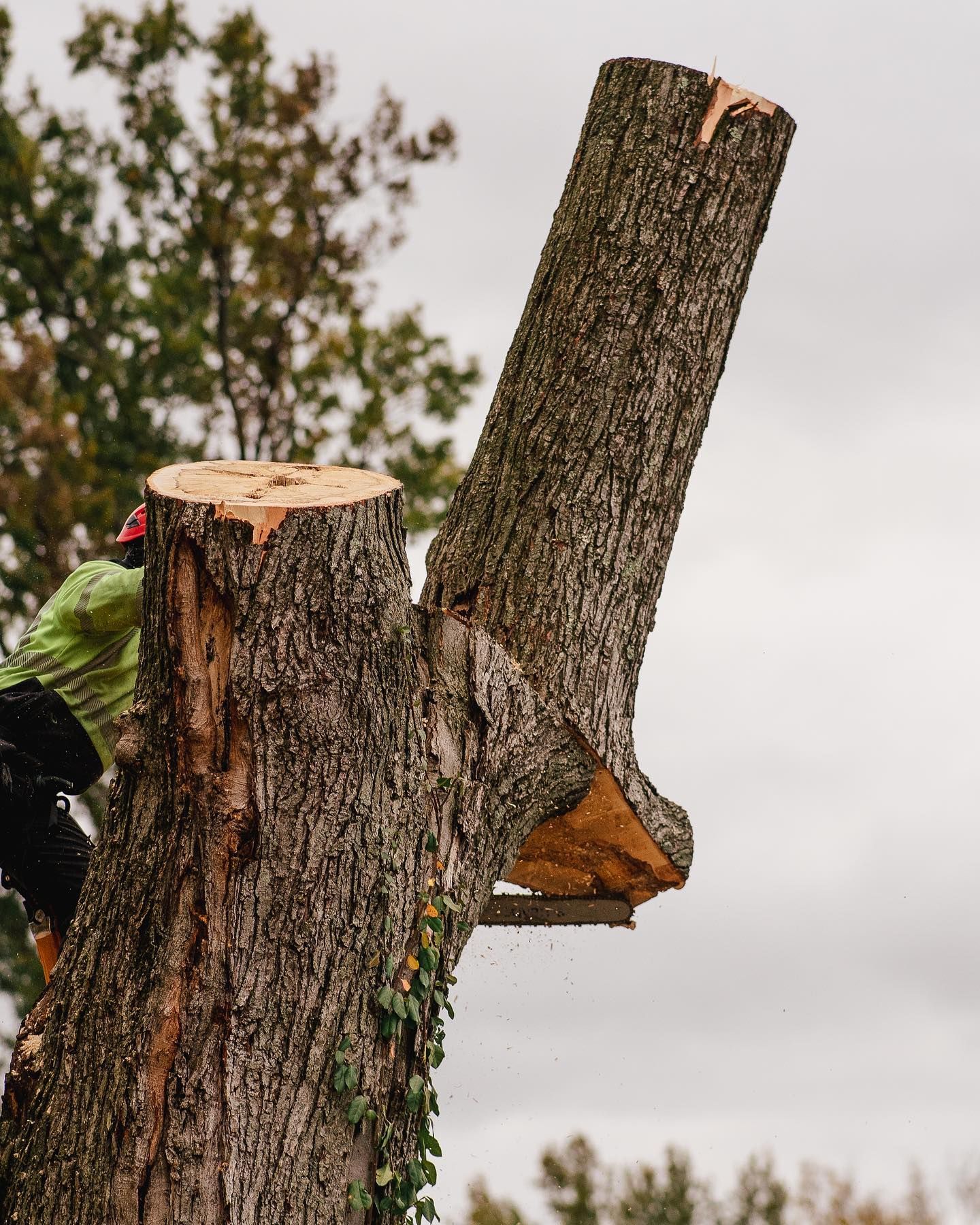  for Timber Ninja Service in Lexington, KY