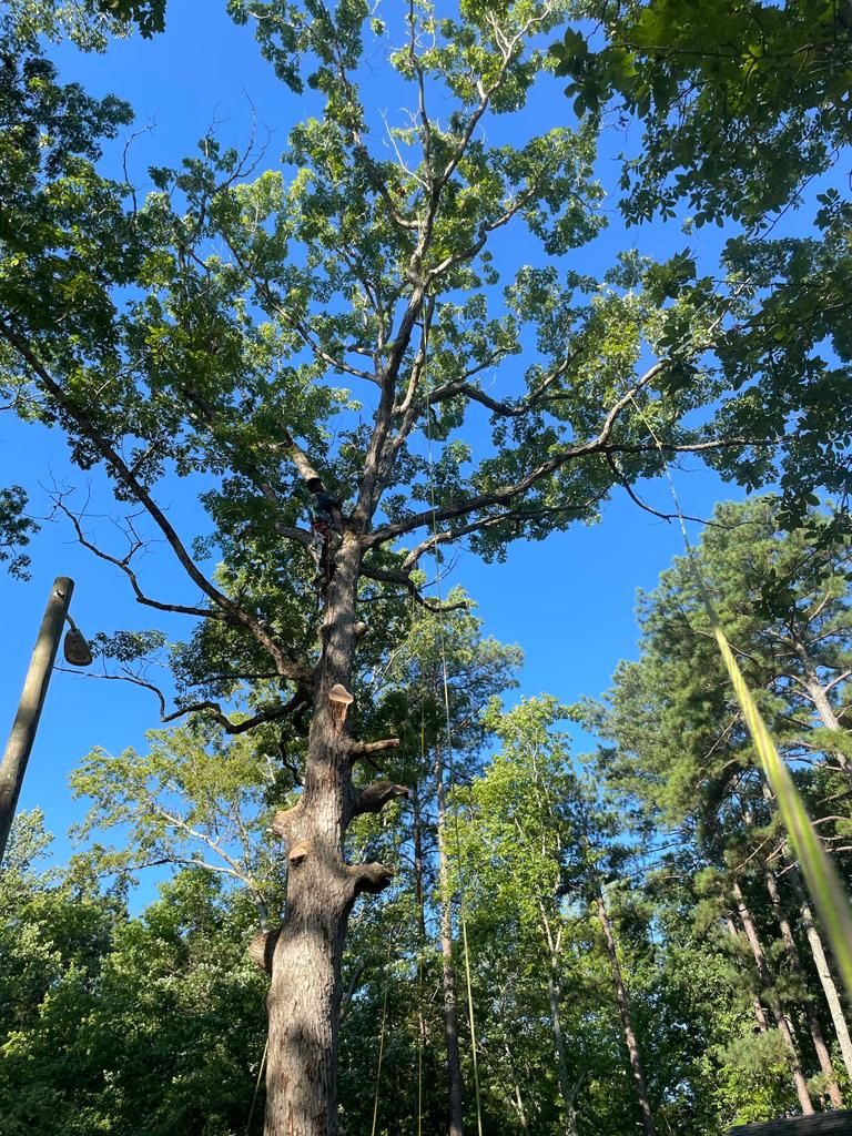 Tree Removal for Rosales Landscaping LLC in Lake Gaston, North Carolina