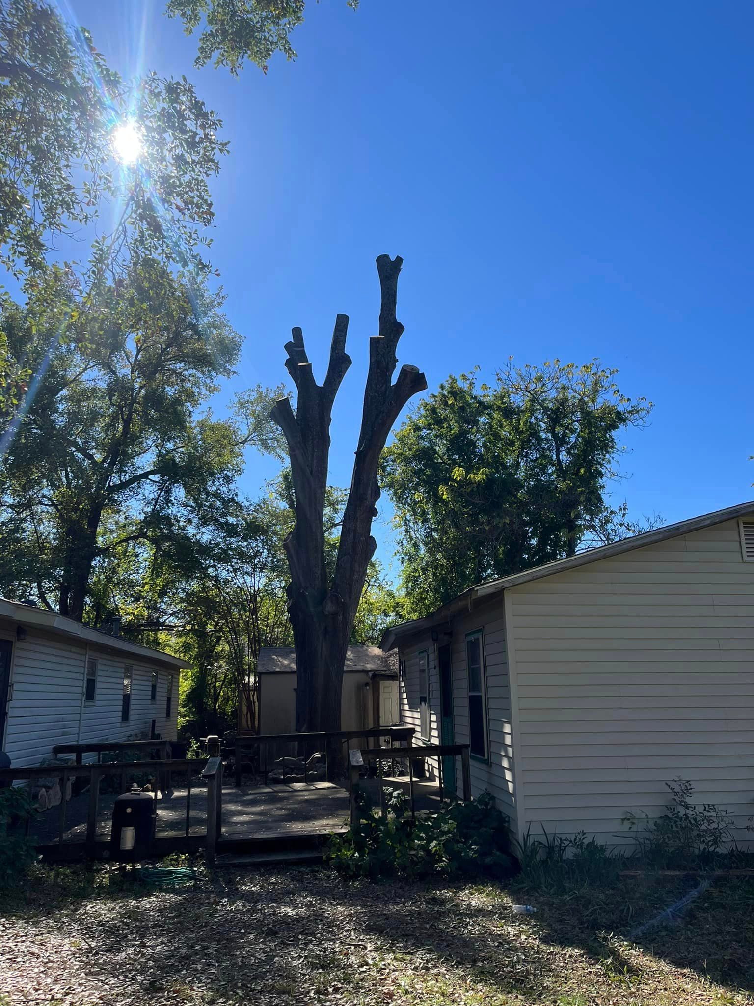 Tree Removal for Banda’s Tree Service And Lawn Care in Tyler, TX