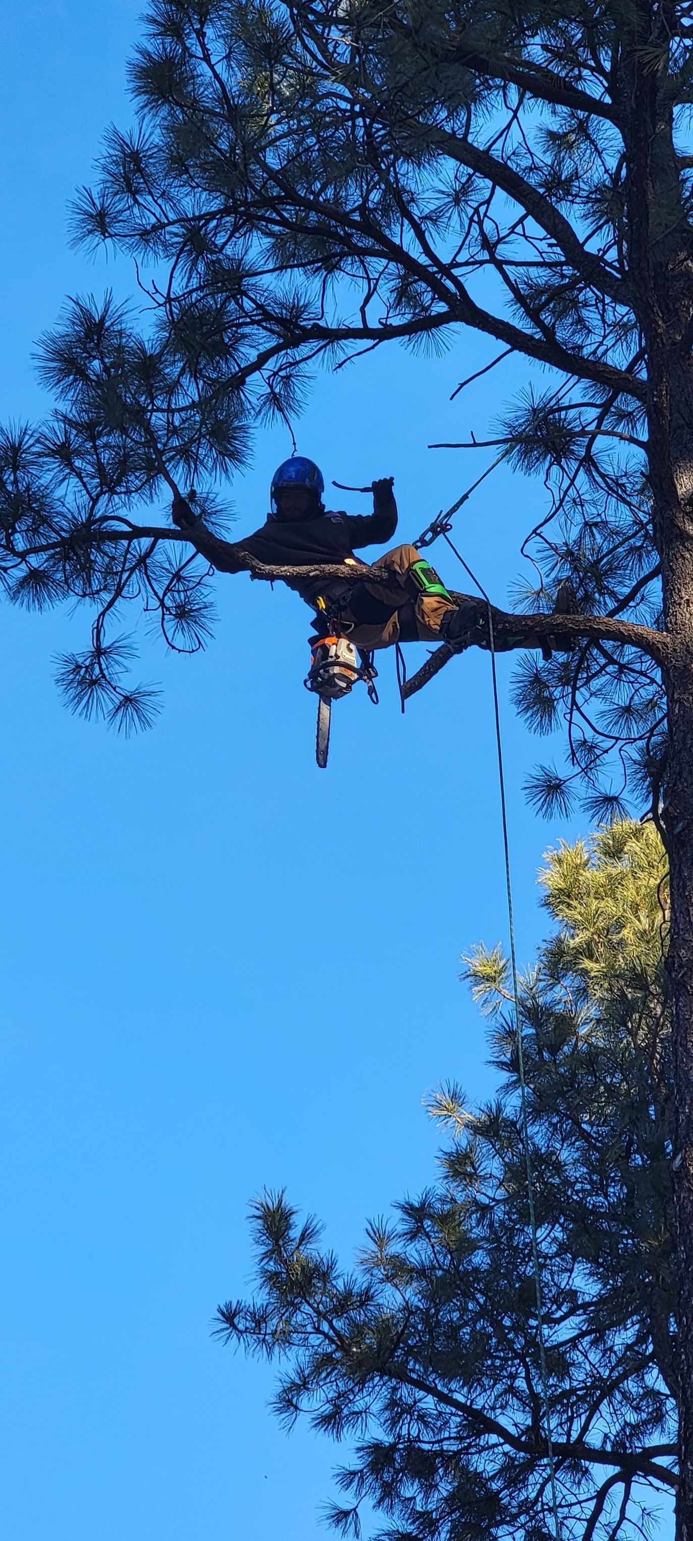  for StockPro Tree Specialists in Show Low, AZ