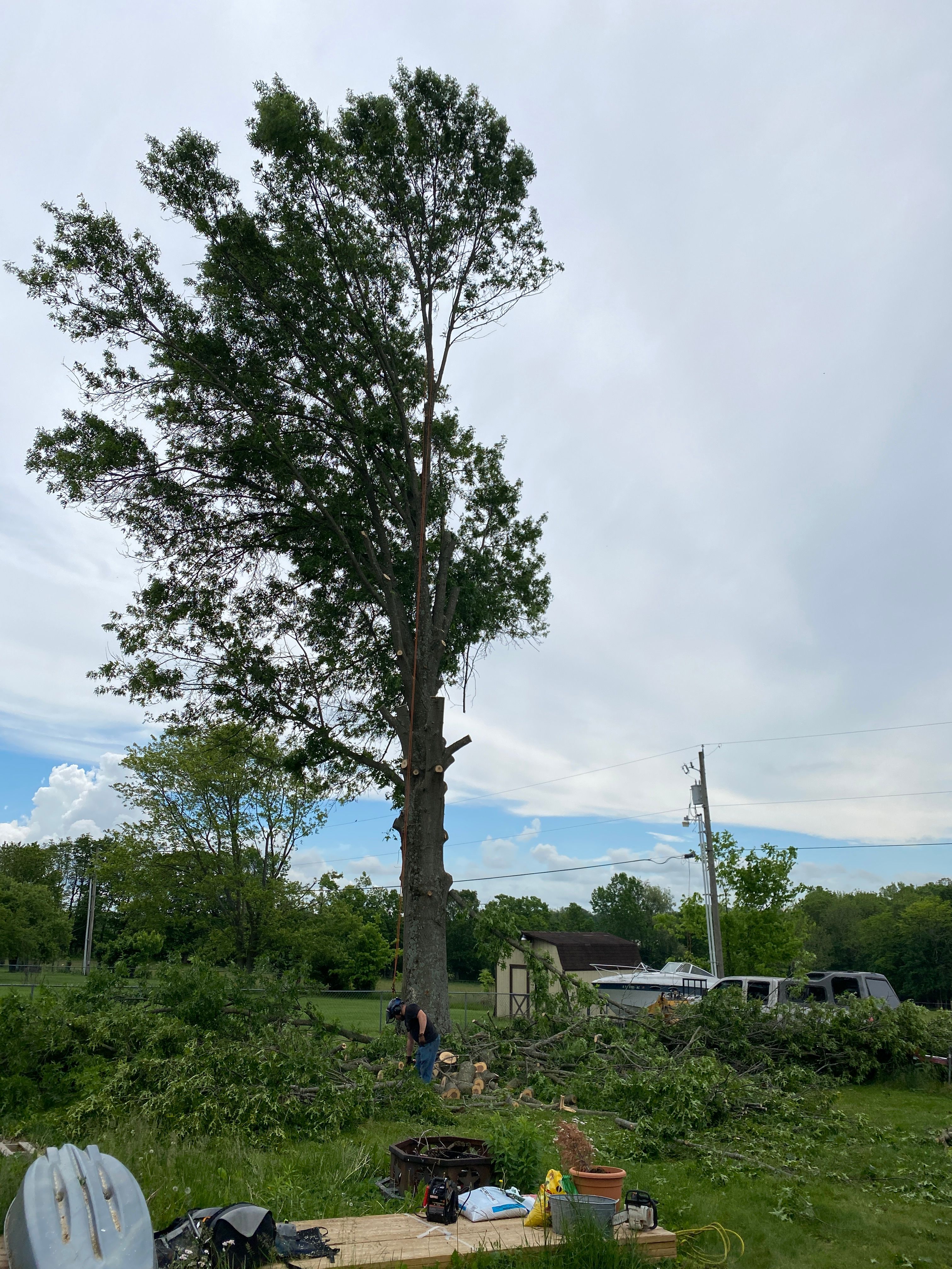 All Photos for Houtz Tree Service in Lexington, KY