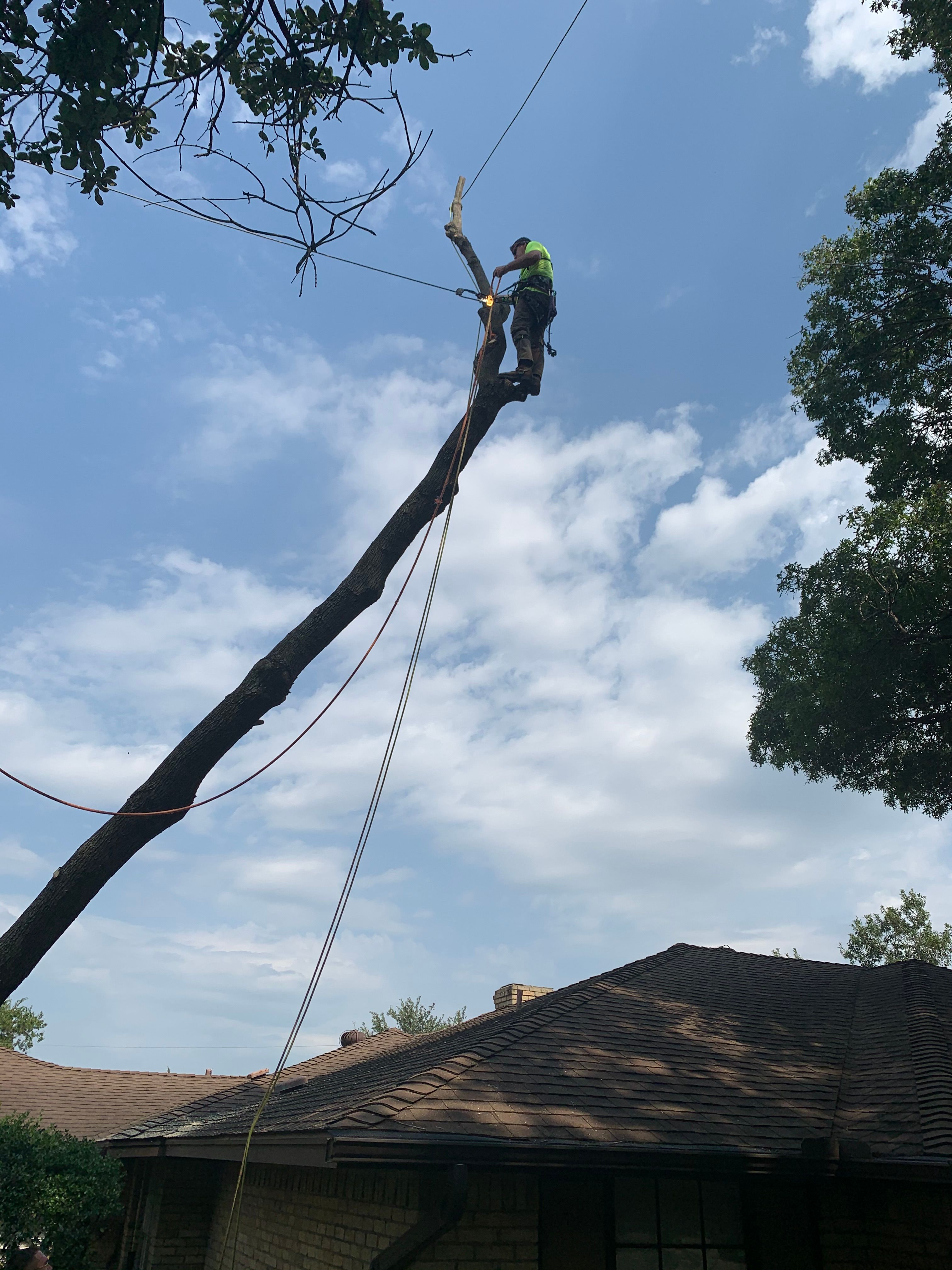  for TLC Professional Tree Service in Bedford, TX