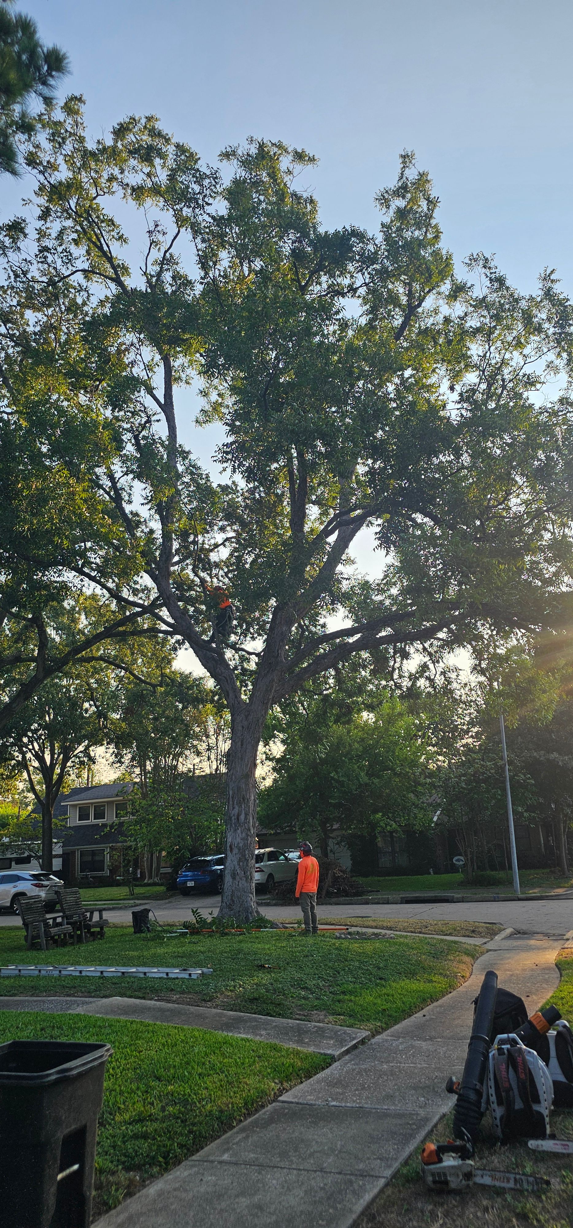  for Servin's Tree Care  in Houston, TX