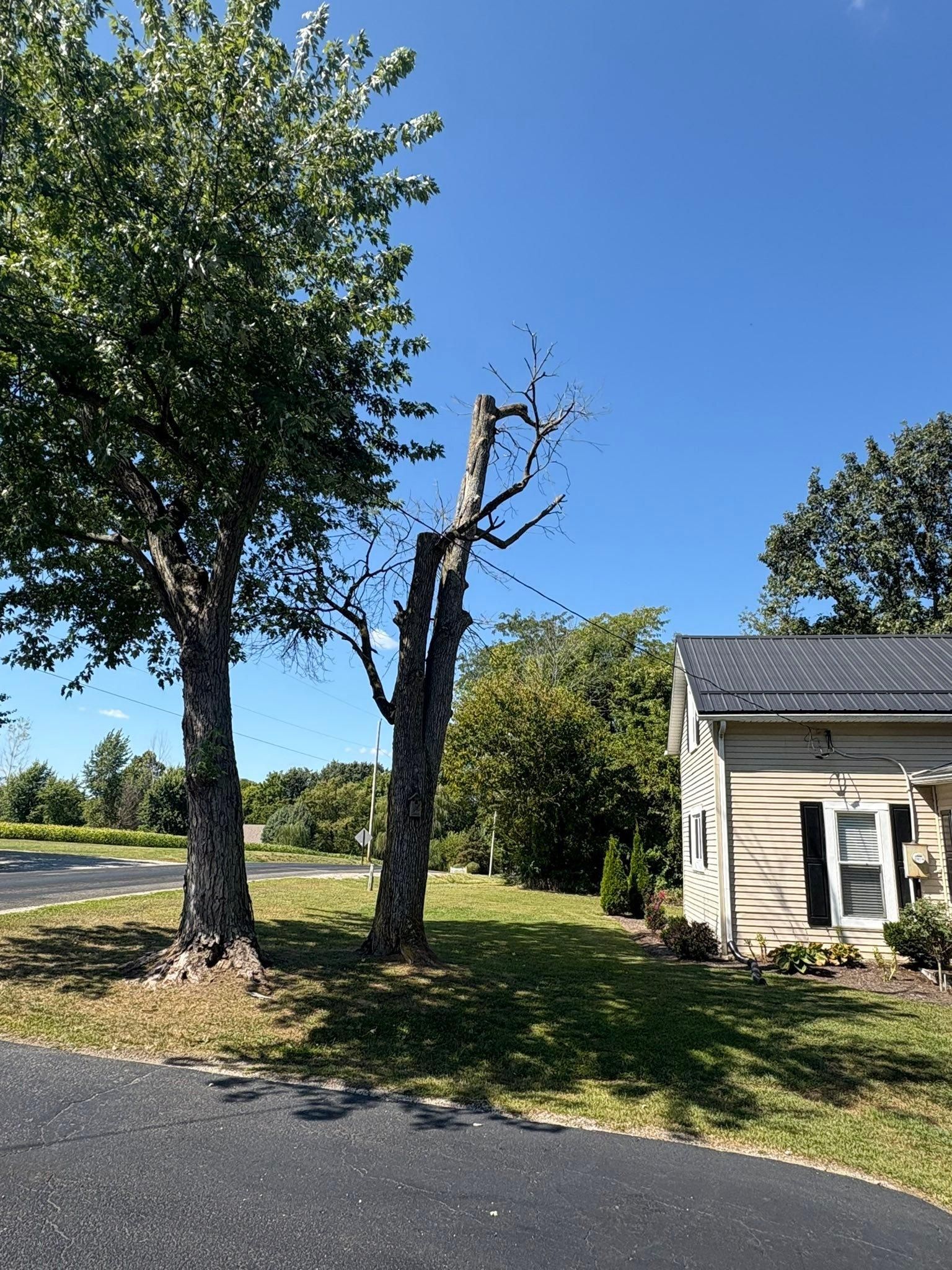  for Dig-It Tree Company in , 