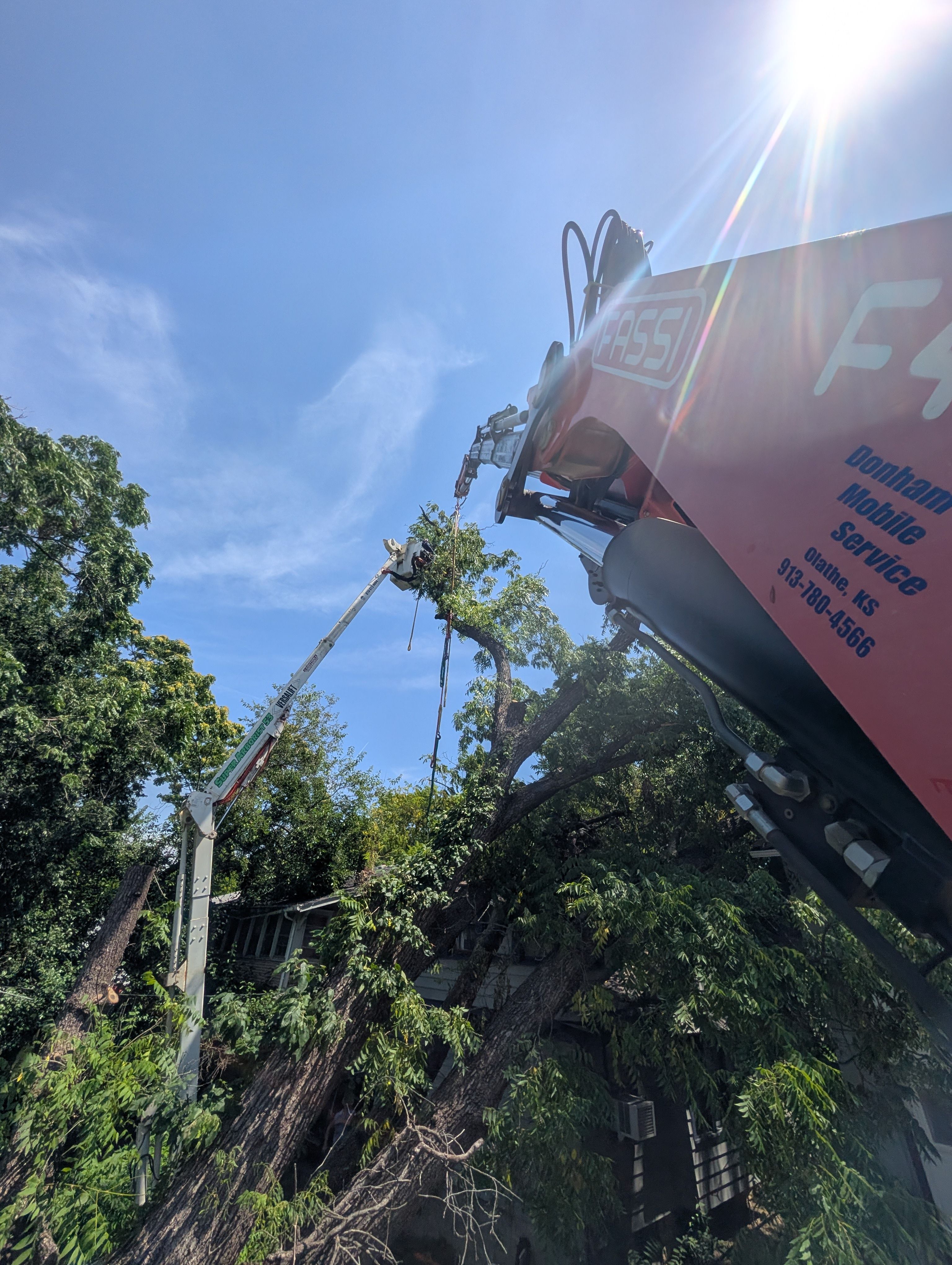  for Mitchell Tree Company in Lathrop, MO