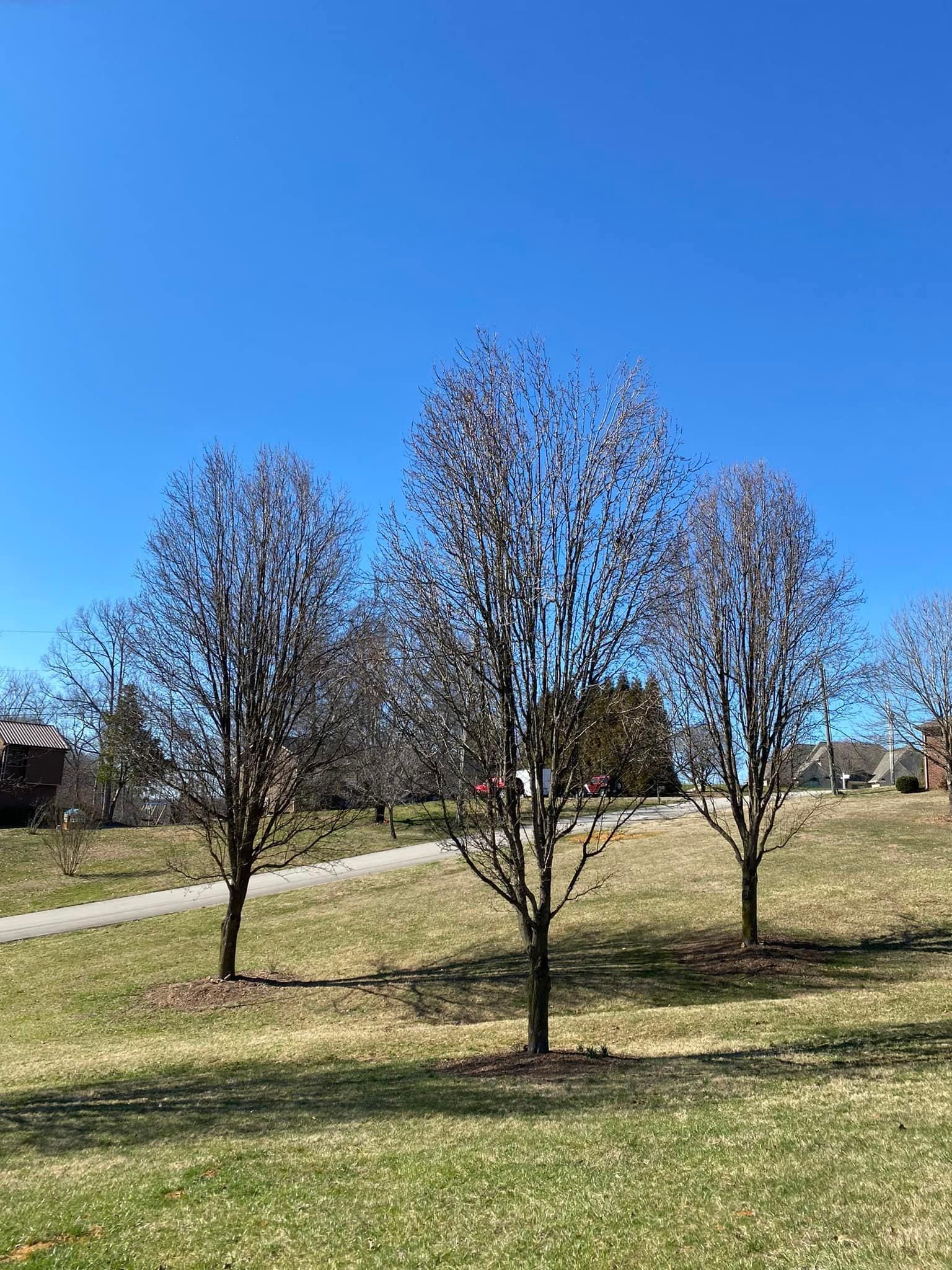 All Photos for Atwood’s Tree Care in Liberty,  KY