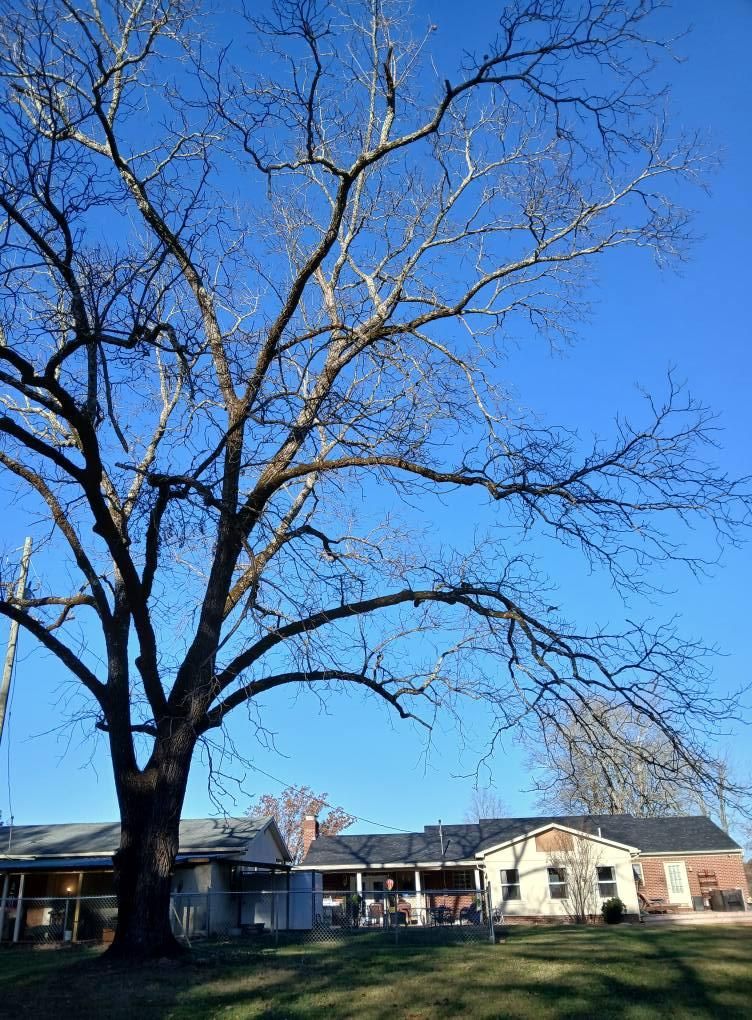  for Whiskey Ridge Mulching & Land Services in South Boston, VA