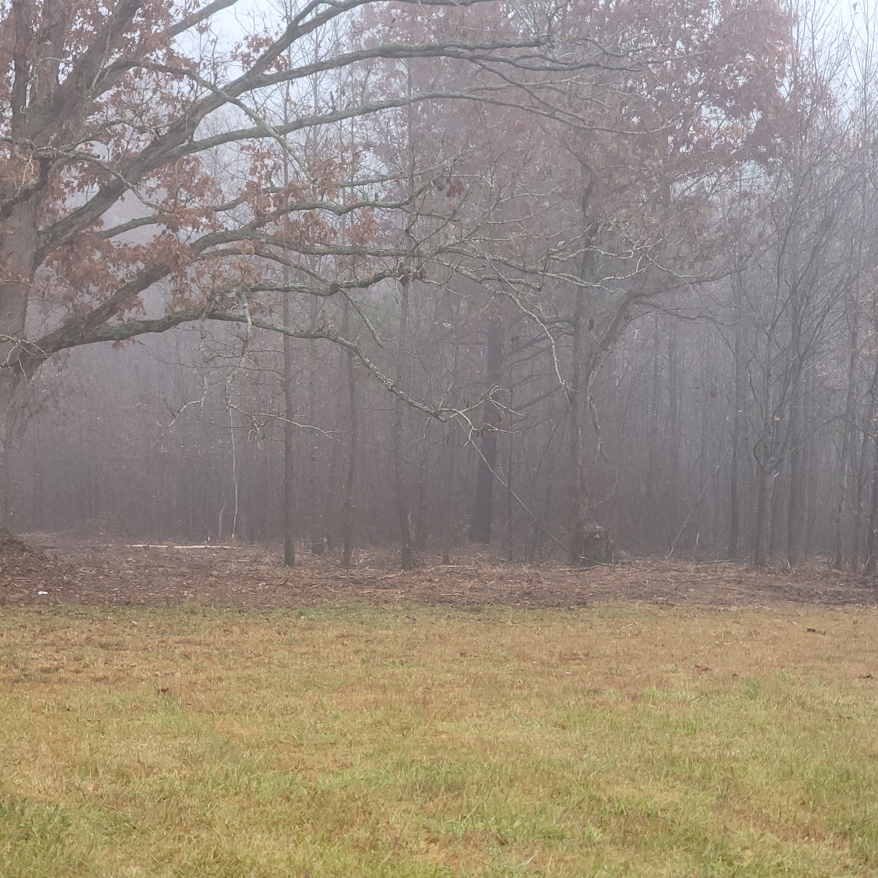  for Z's Land Management & Forestry Mulching in Smithville, TN