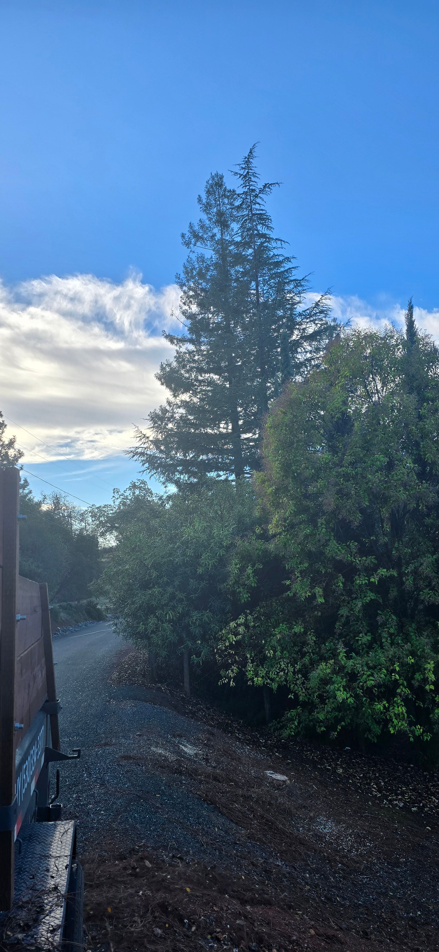  for George Staddan's Professional Tree Care in Placerville, CA