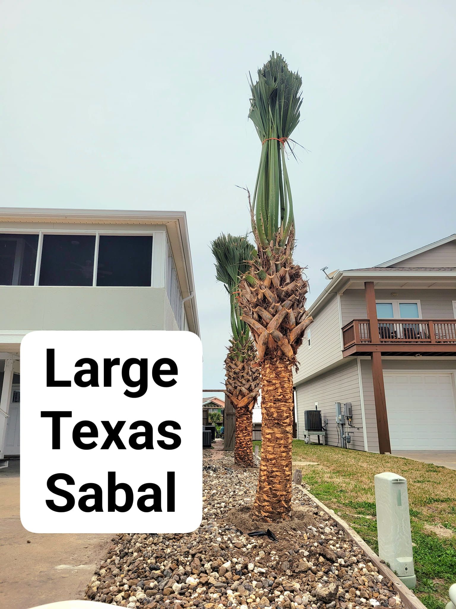  for CRM Palm & Landscaping in Rockport, TX