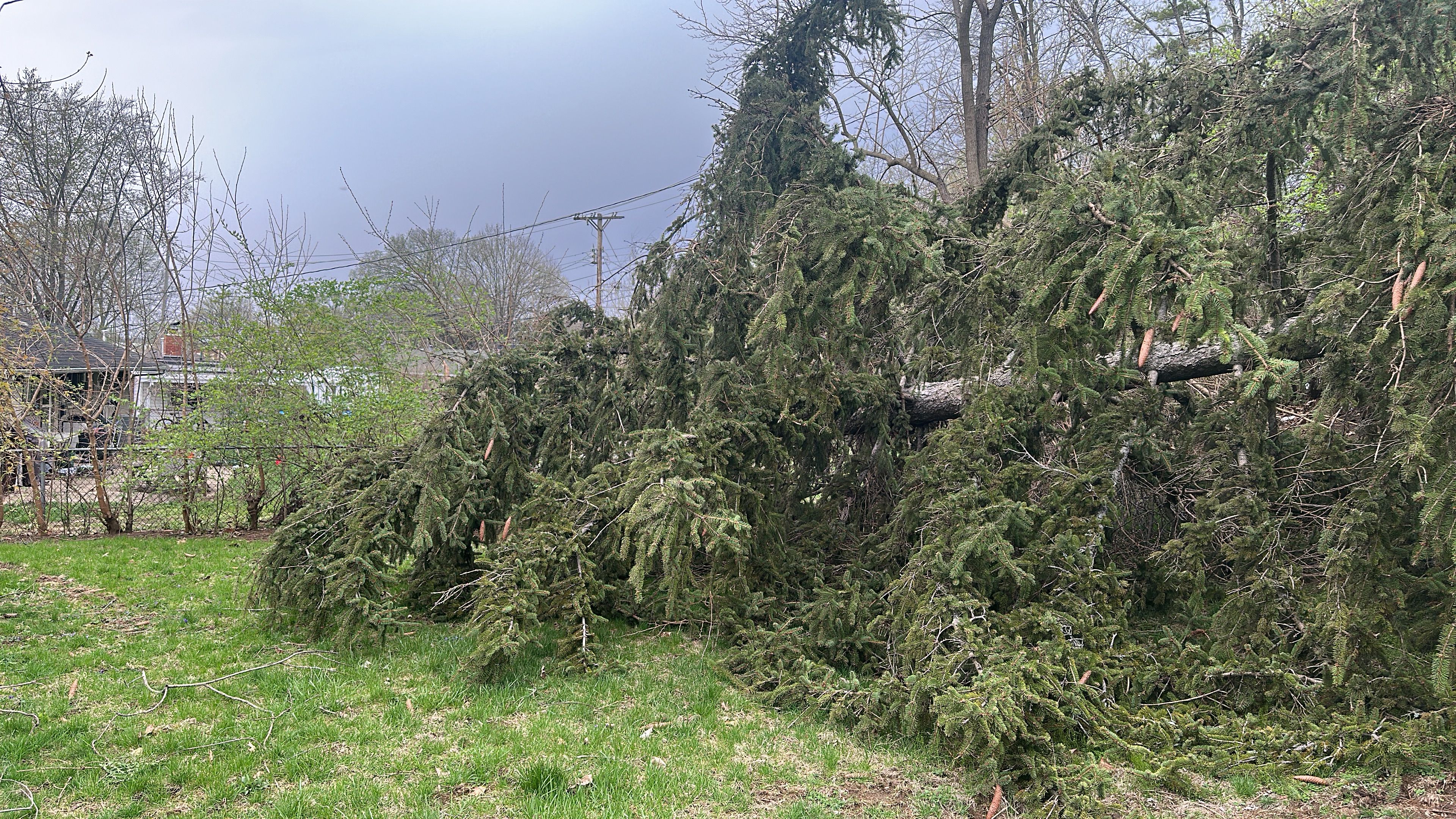 All Photos for Pro Tree Trim & Removal, Llc in Dayton, OH