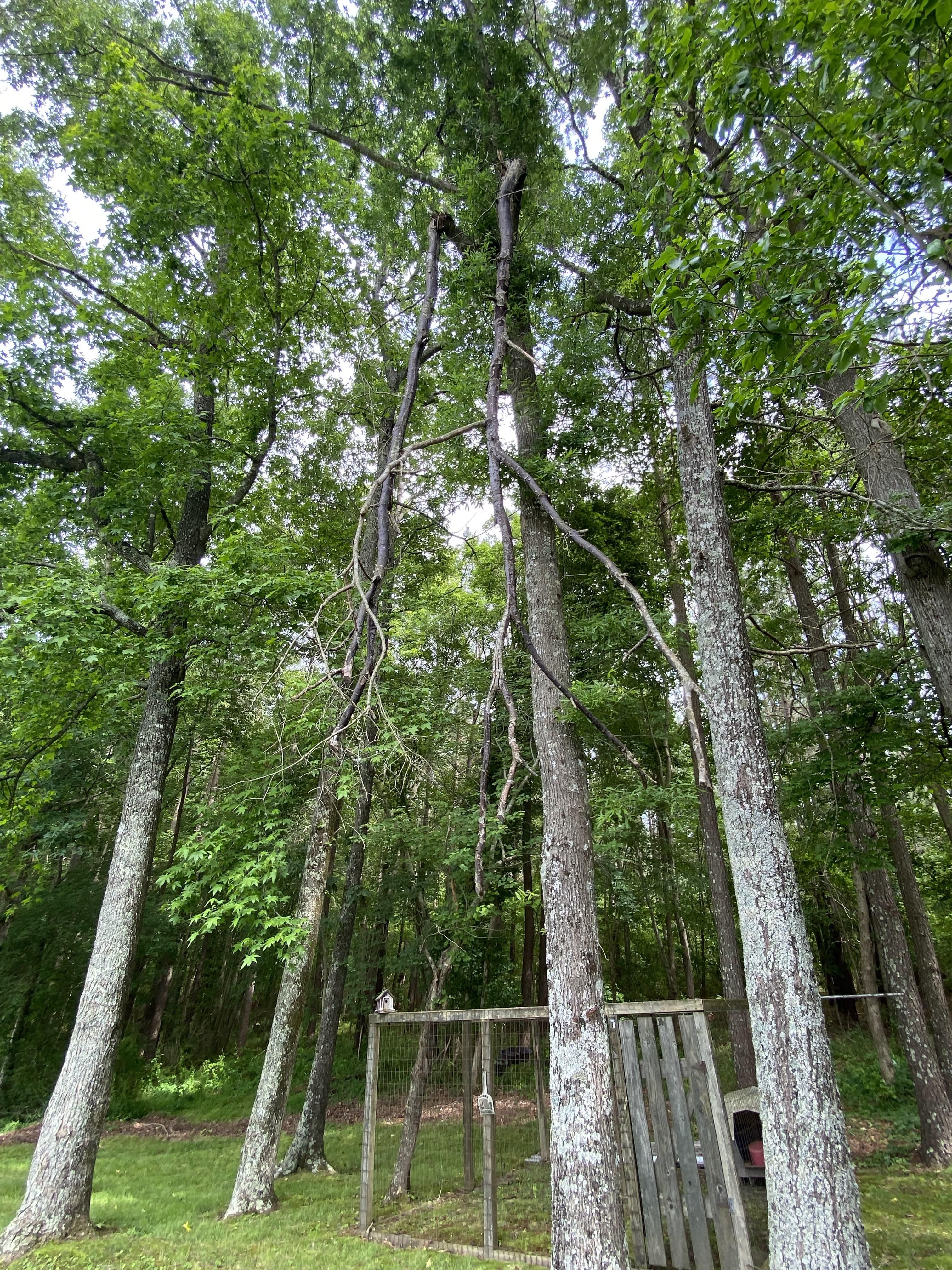  for Ascending Tree Service LLC in Kenbridge, VA