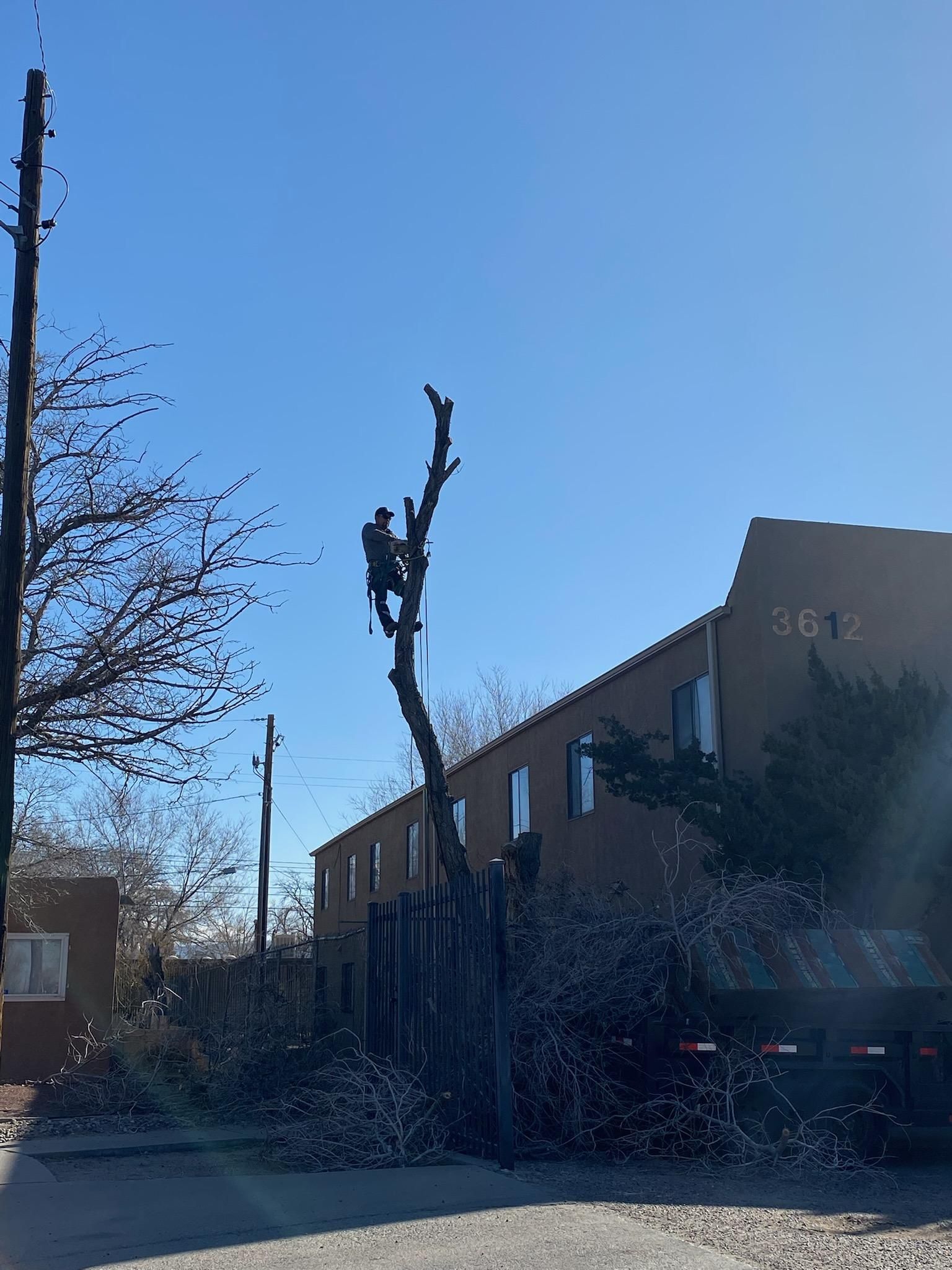 All Photos for Tree Service Miracles in Albuquerque, NM